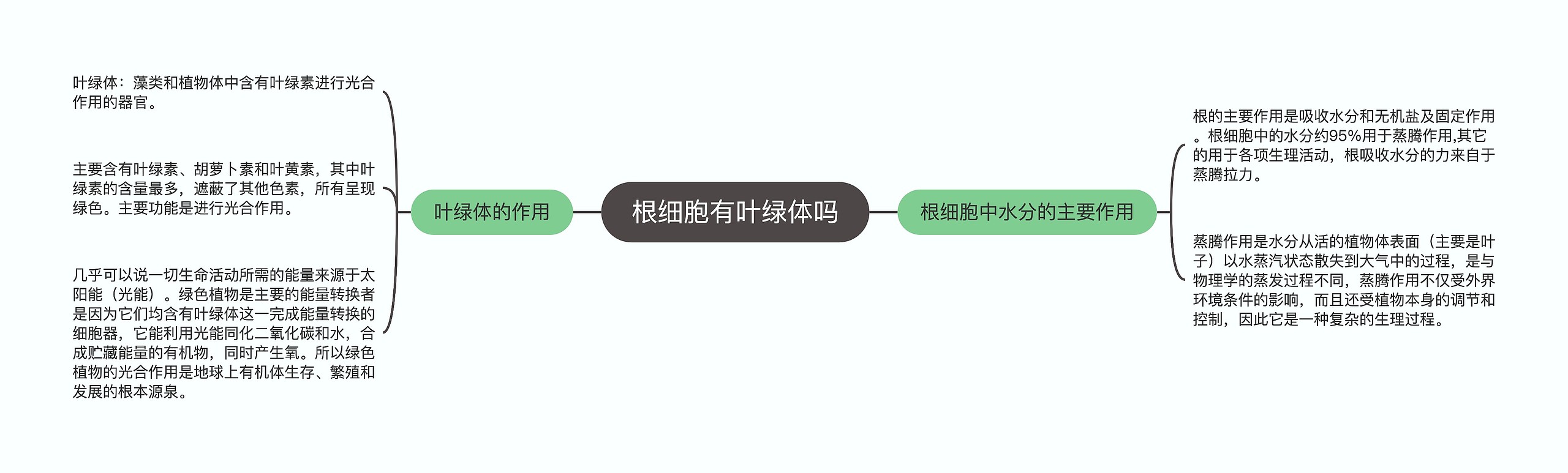 根细胞有叶绿体吗思维导图