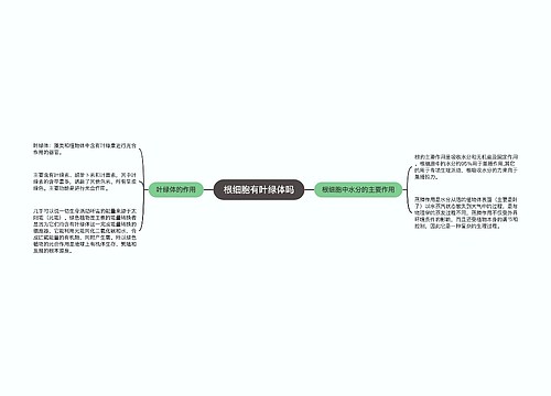 根细胞有叶绿体吗