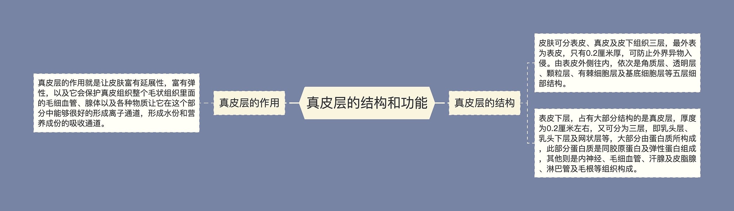 真皮层的结构和功能