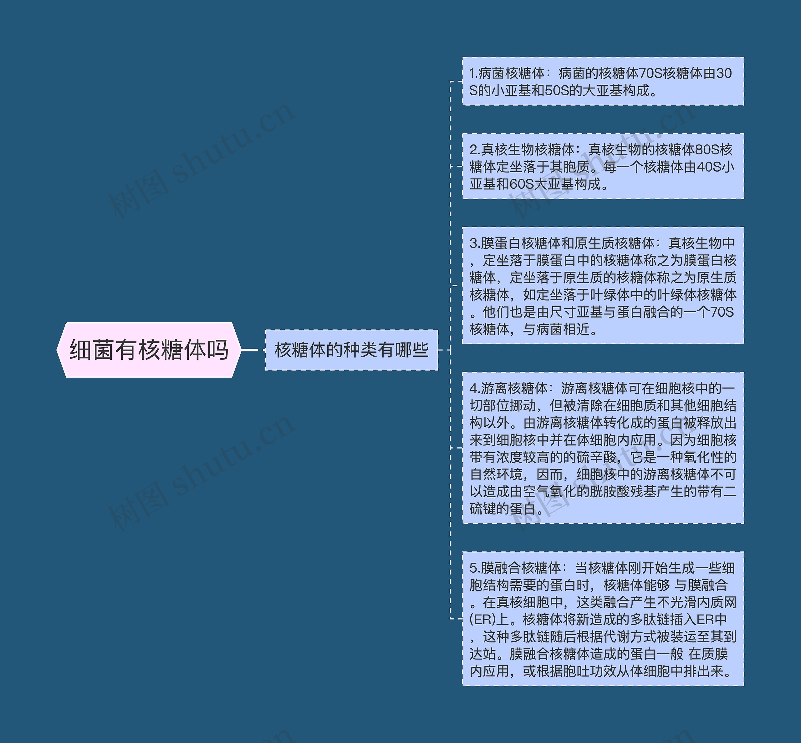 细菌有核糖体吗思维导图