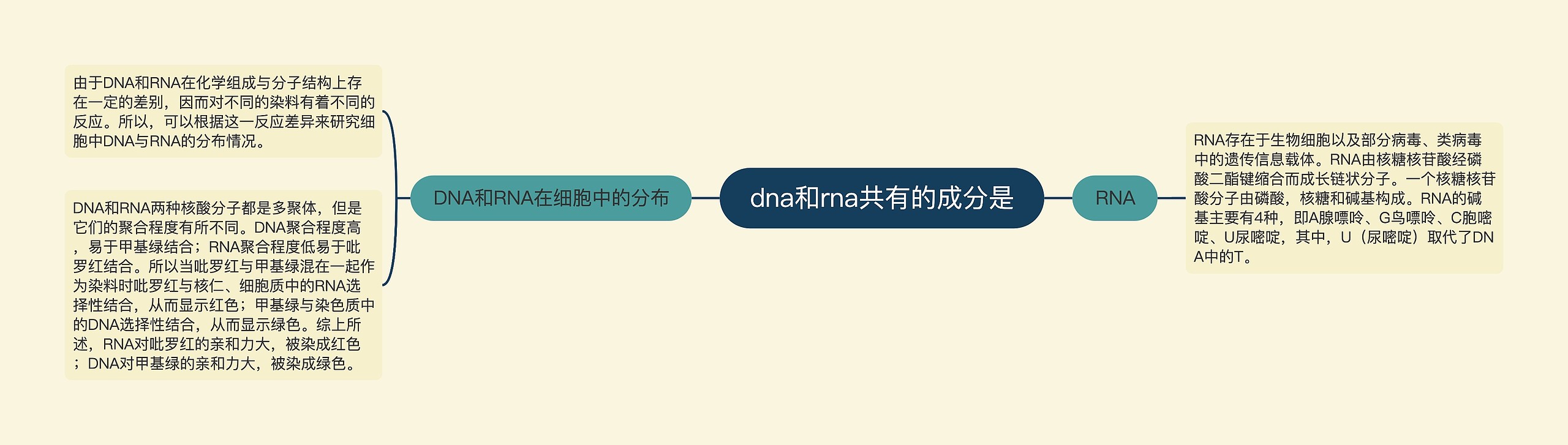 dna和rna共有的成分是思维导图