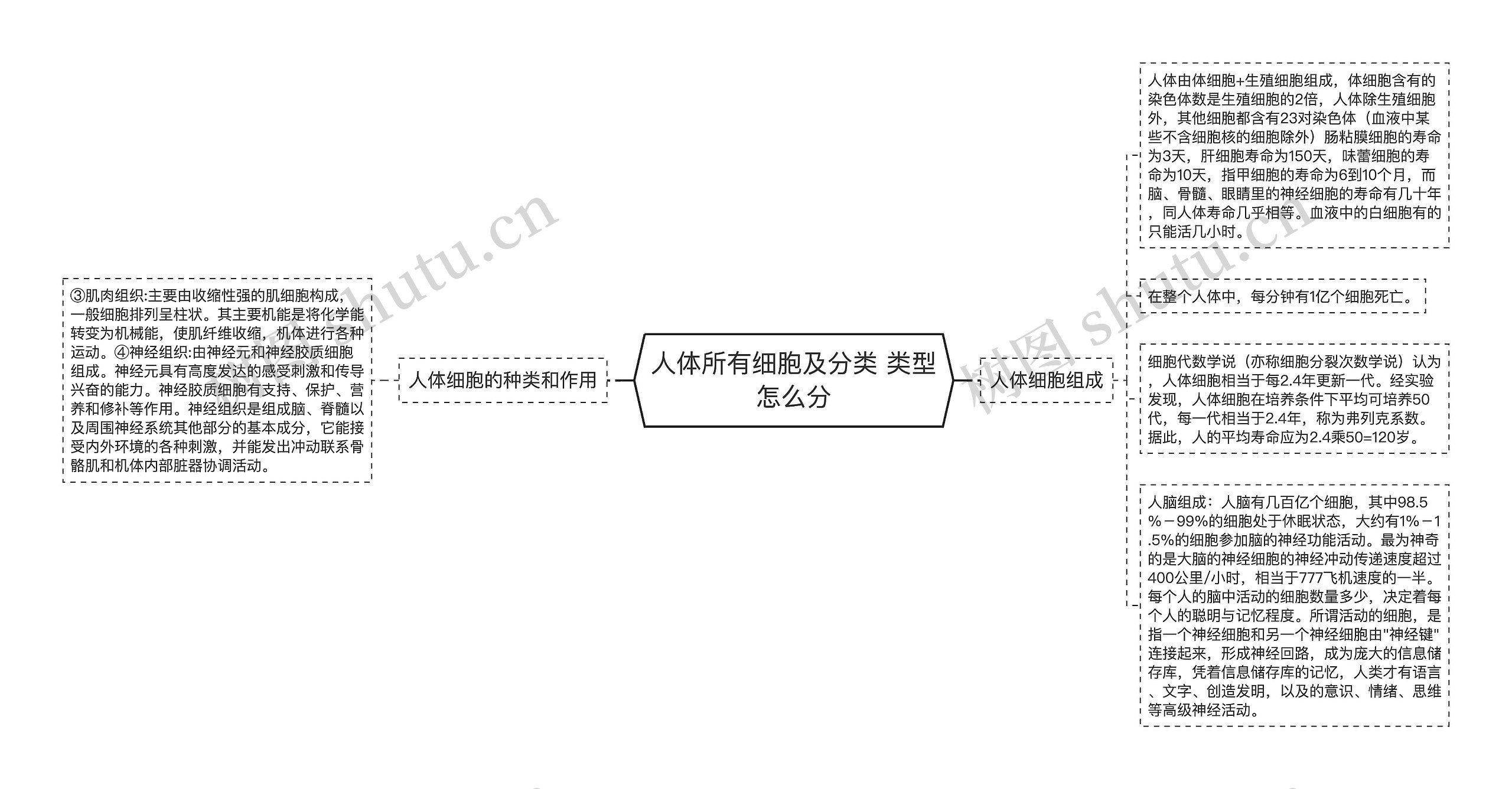 人体所有细胞及分类 类型怎么分思维导图