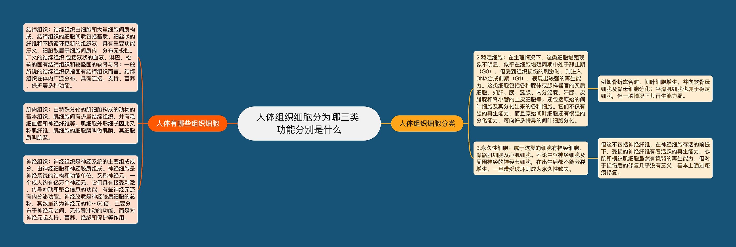 人体组织细胞分为哪三类 功能分别是什么思维导图