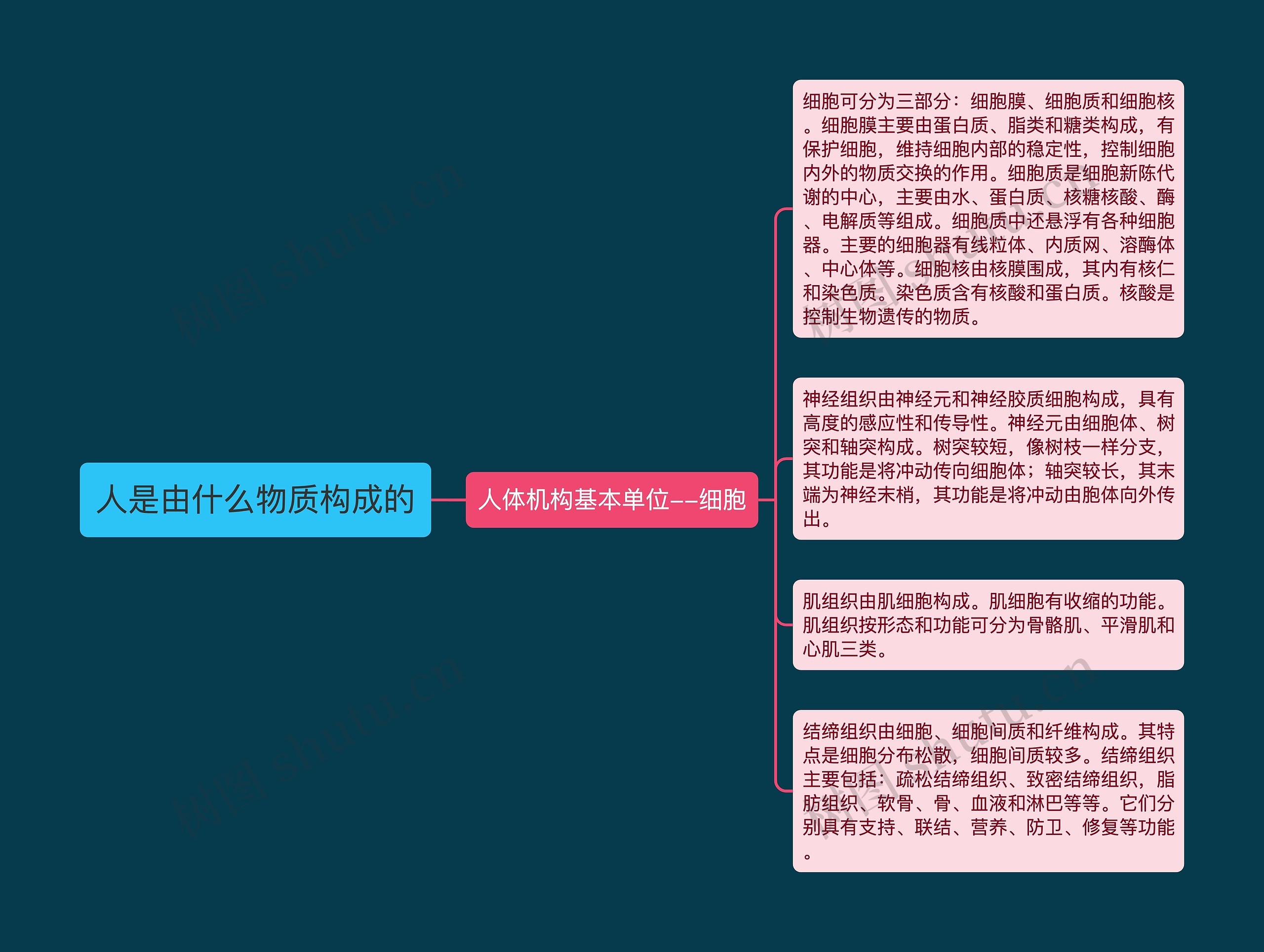 人是由什么物质构成的思维导图