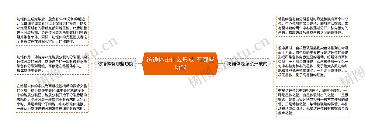 纺锤体由什么形成 有哪些功能思维导图_编号p3657910-TreeMind树图