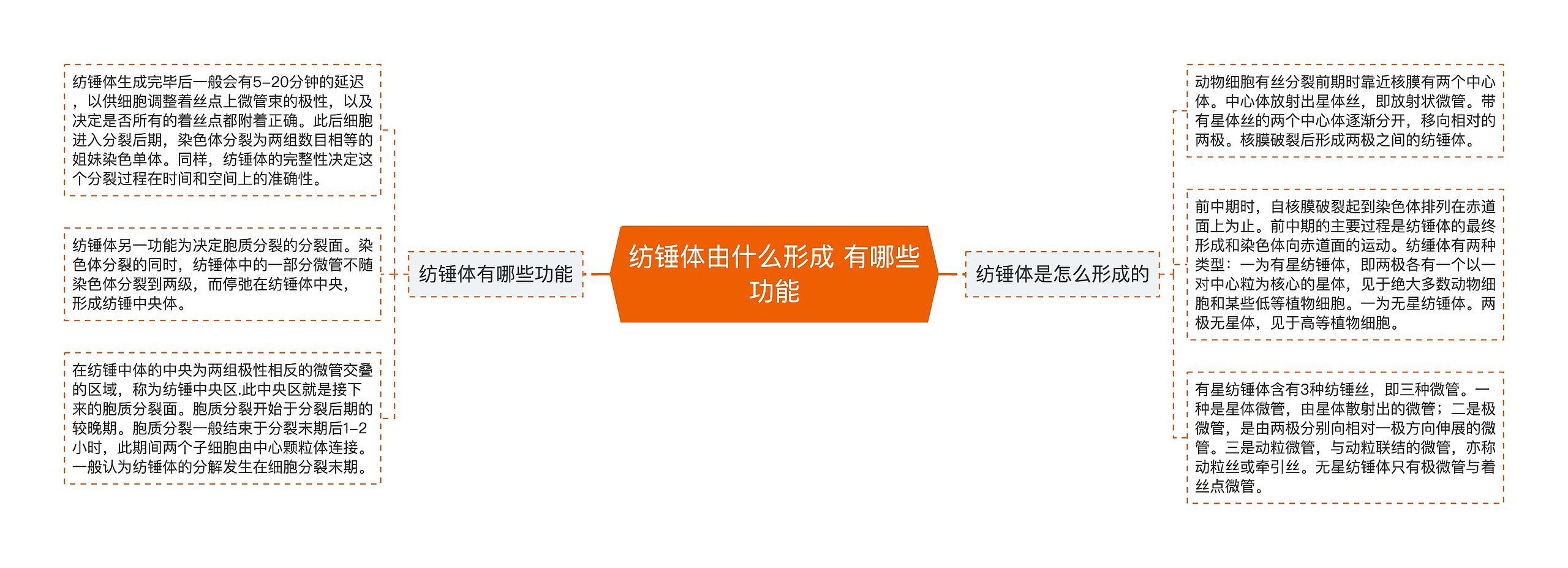 纺锤体由什么形成 有哪些功能