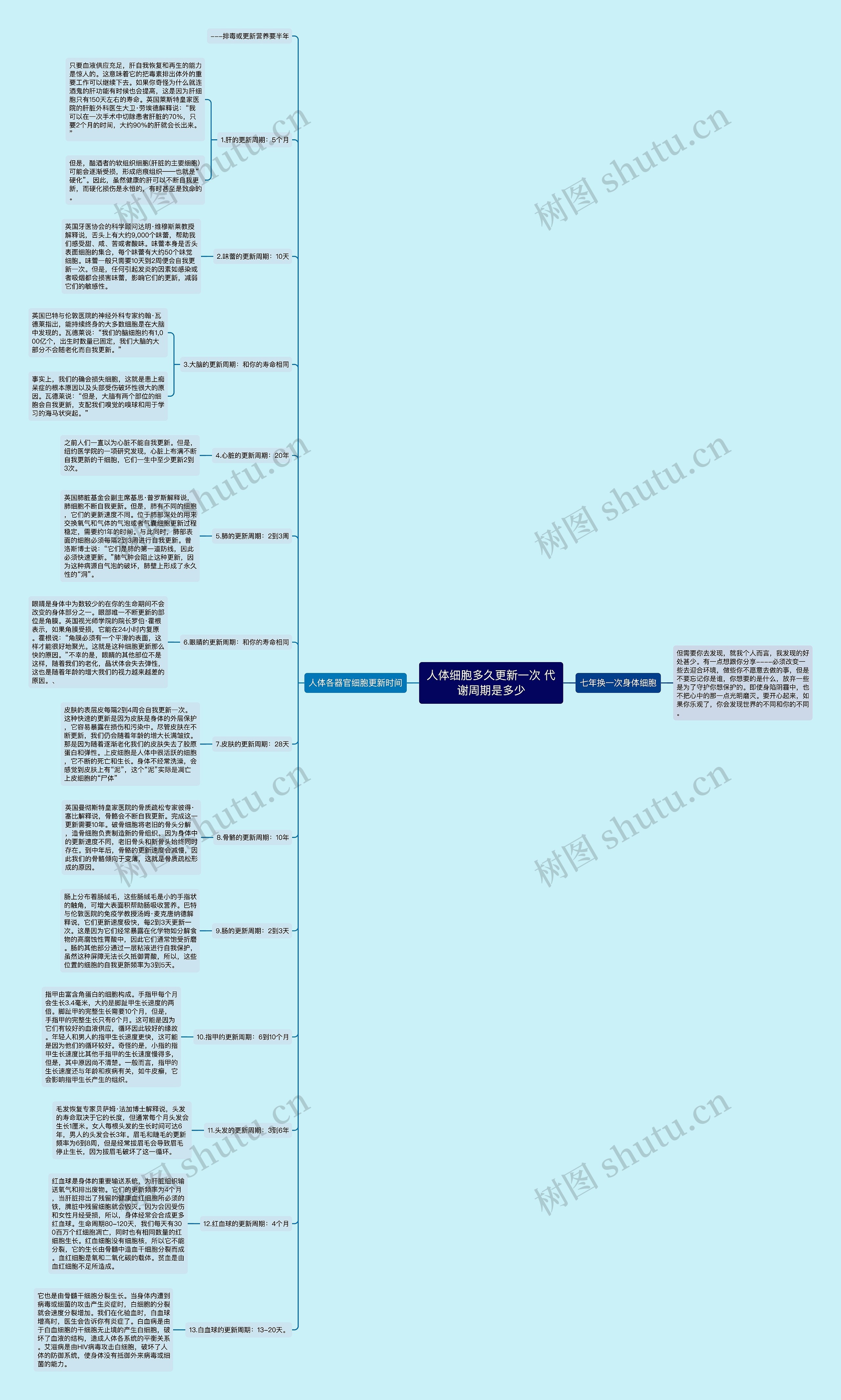 人体细胞多久更新一次 代谢周期是多少思维导图