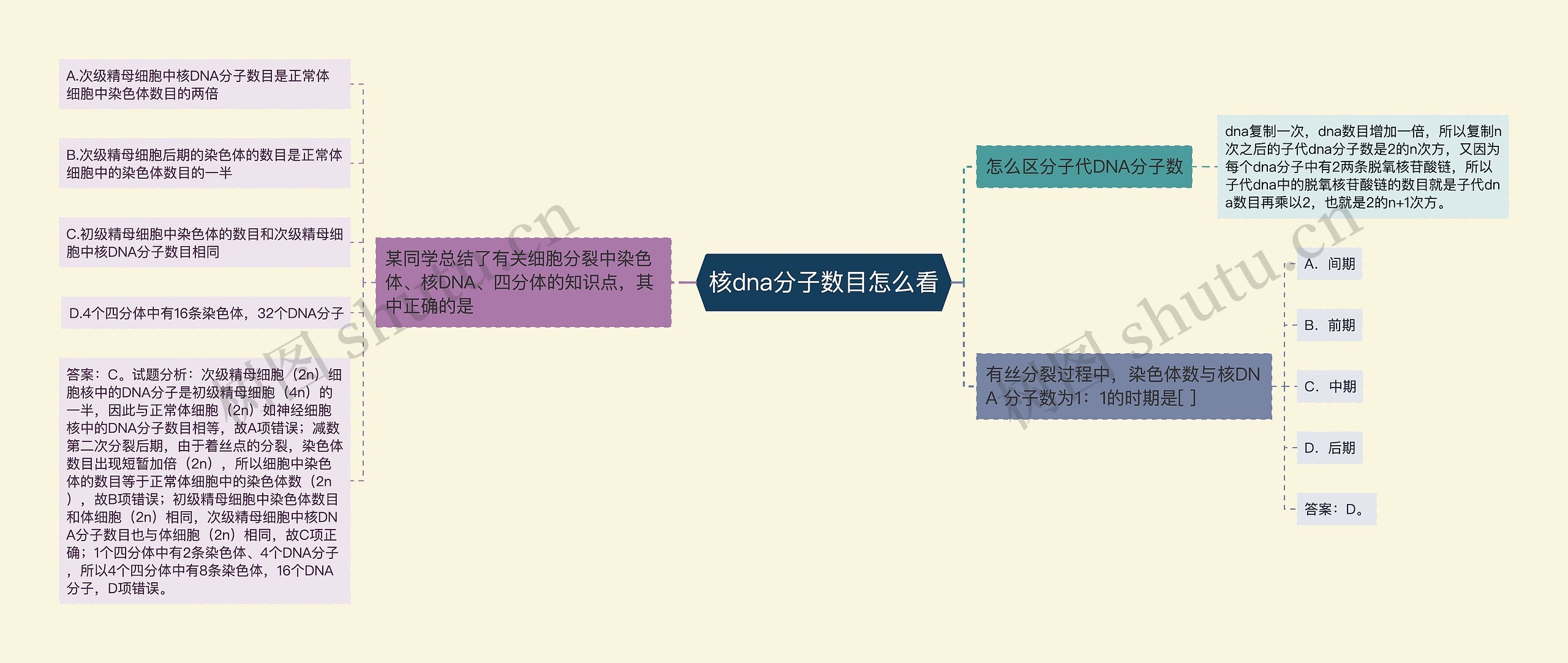 核dna分子数目怎么看思维导图