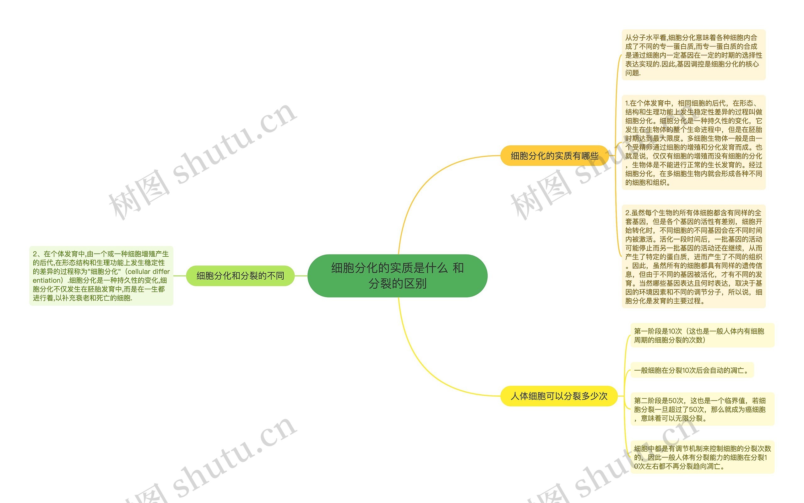 细胞分化的实质是什么 和分裂的区别