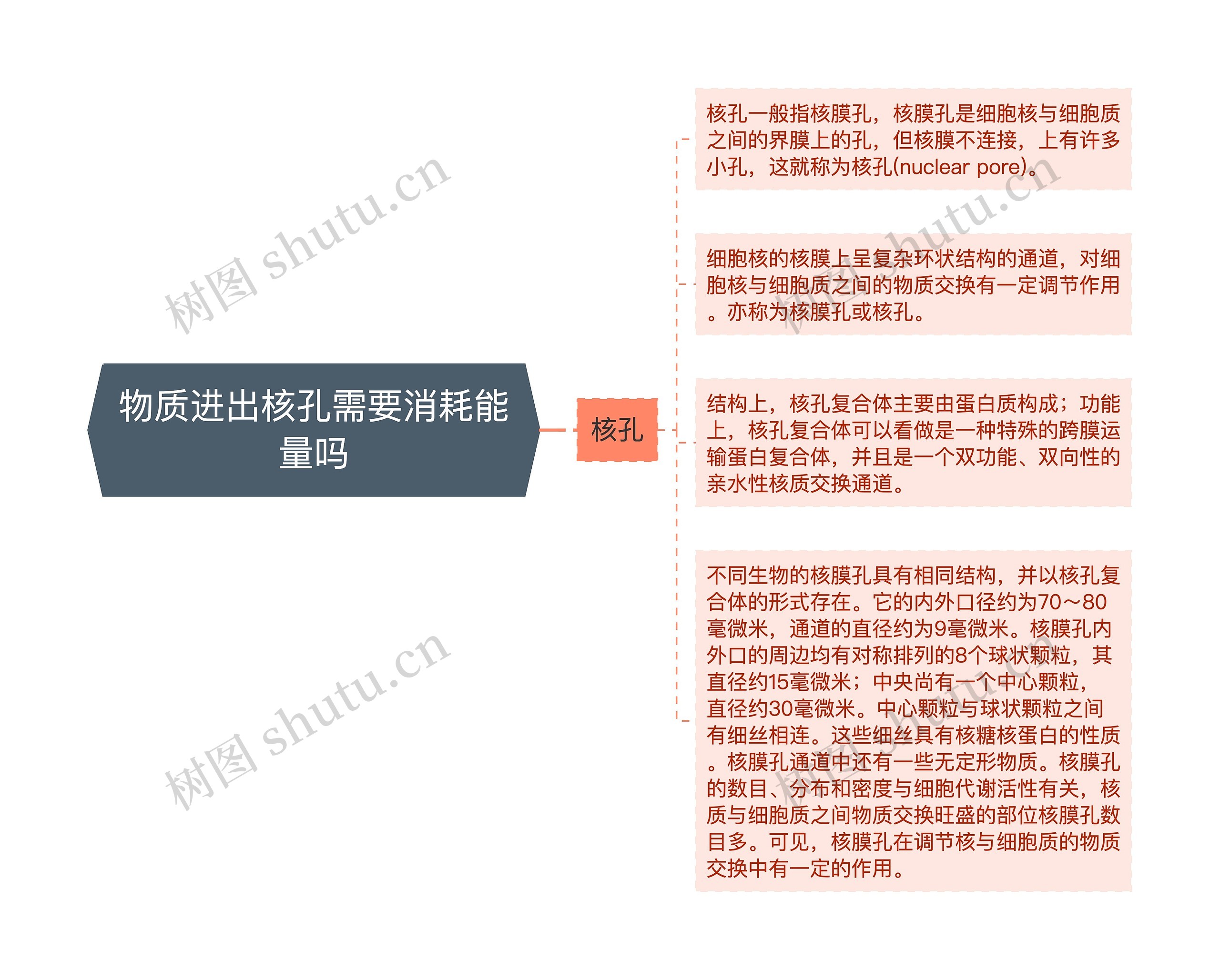 物质进出核孔需要消耗能量吗思维导图