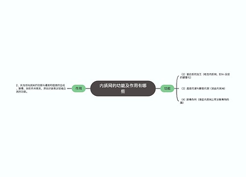 内质网的功能及作用有哪些