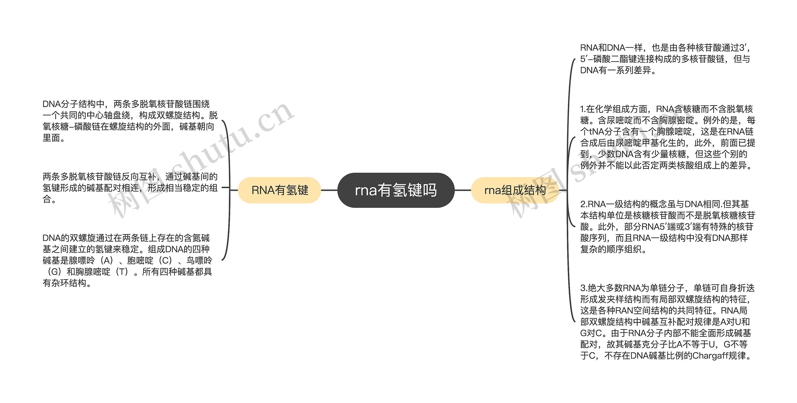 rna有氢键吗思维导图