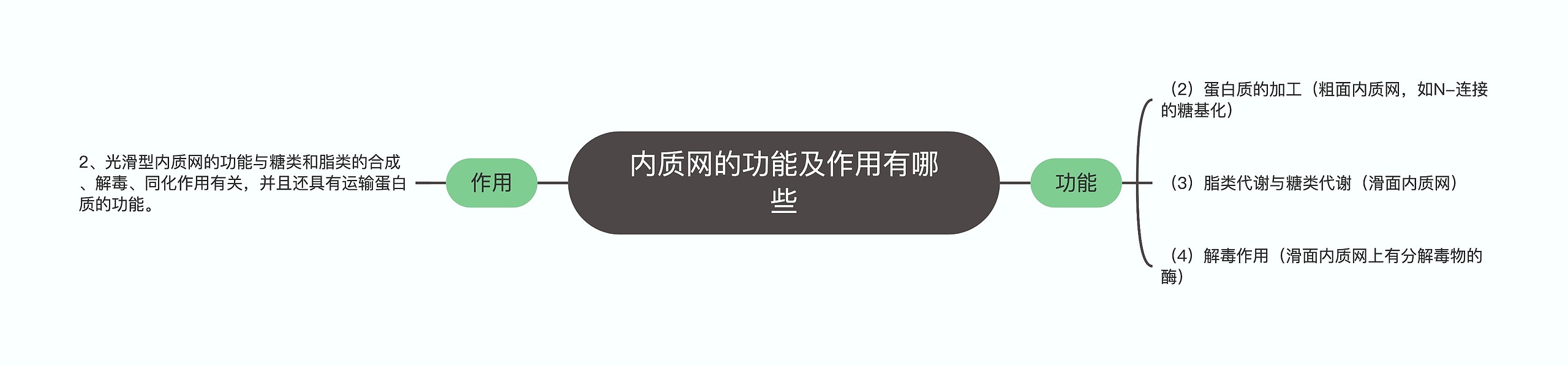 内质网的功能及作用有哪些思维导图