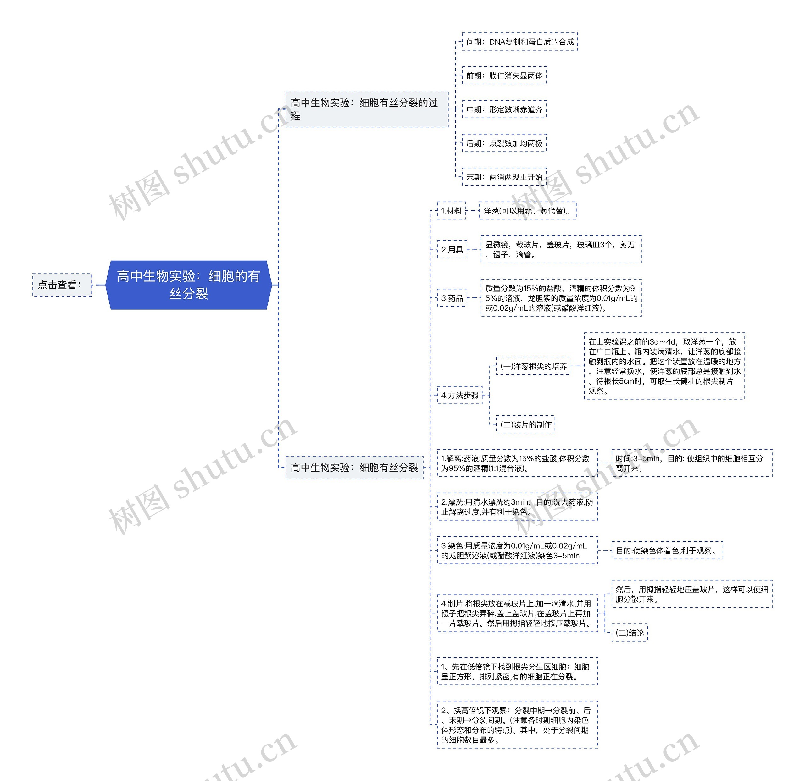 高中生物实验：细胞的有丝分裂思维导图