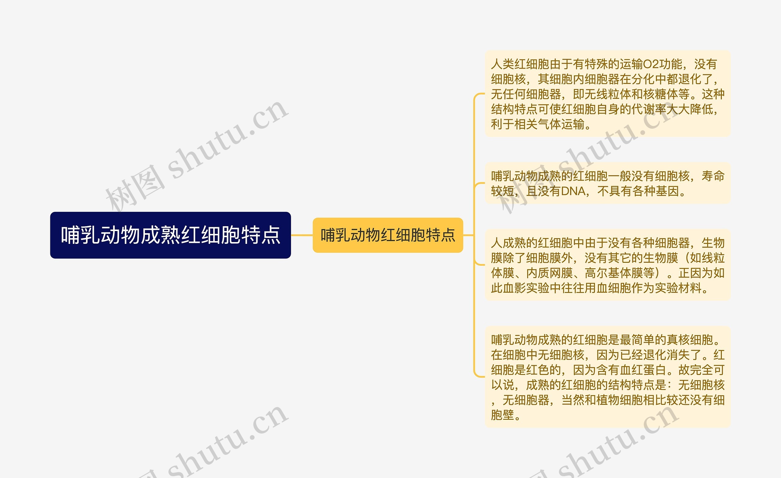 哺乳动物成熟红细胞特点