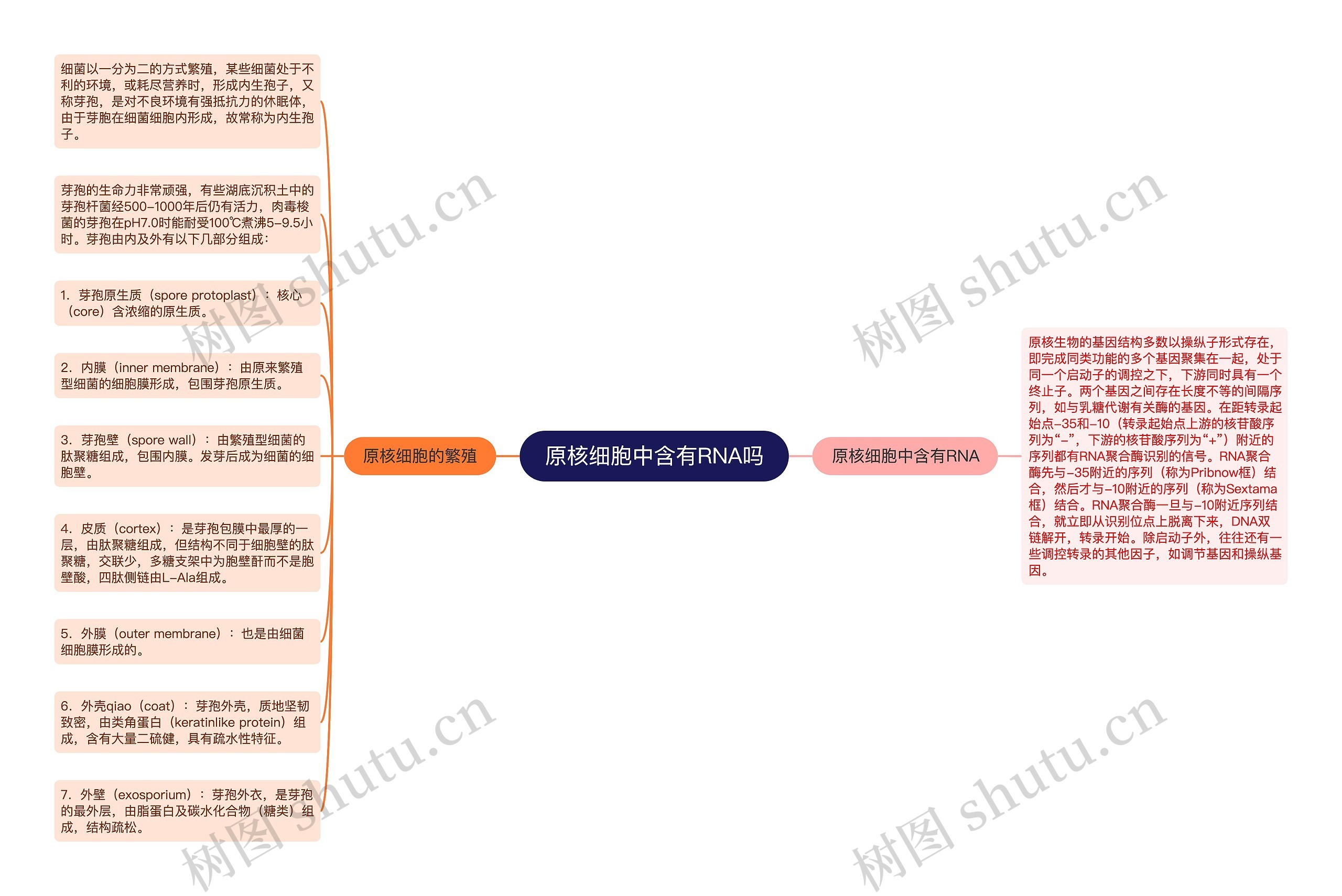 原核细胞中含有RNA吗思维导图