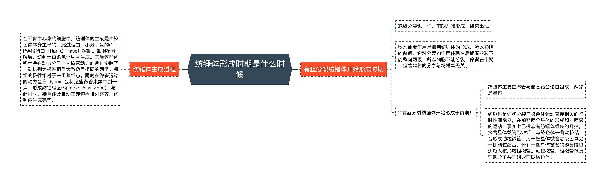 纺锤体形成时期是什么时候