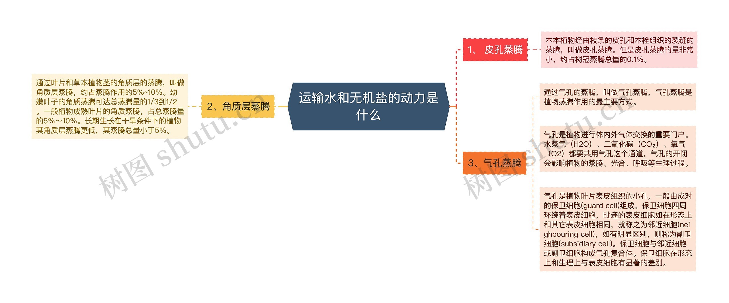 运输水和无机盐的动力是什么思维导图