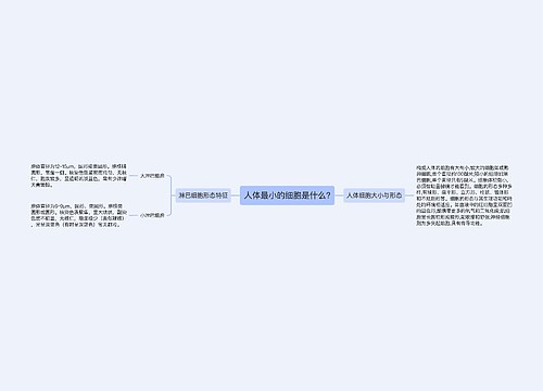 人体最小的细胞是什么?