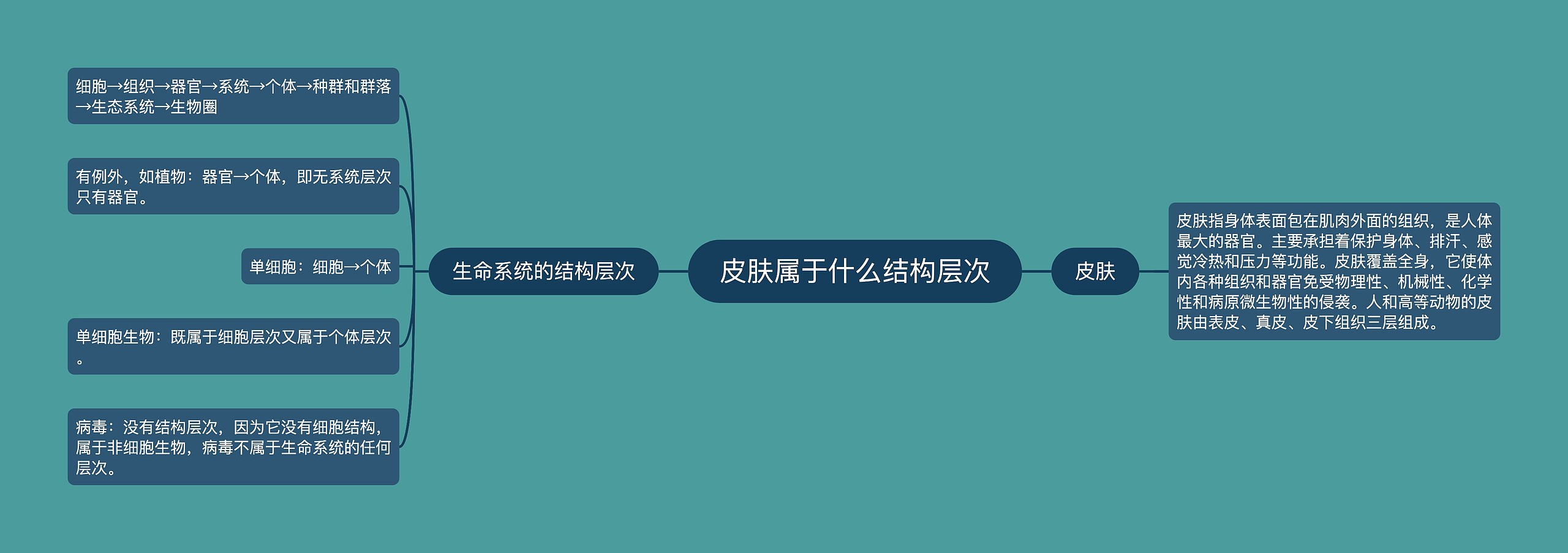 皮肤属于什么结构层次