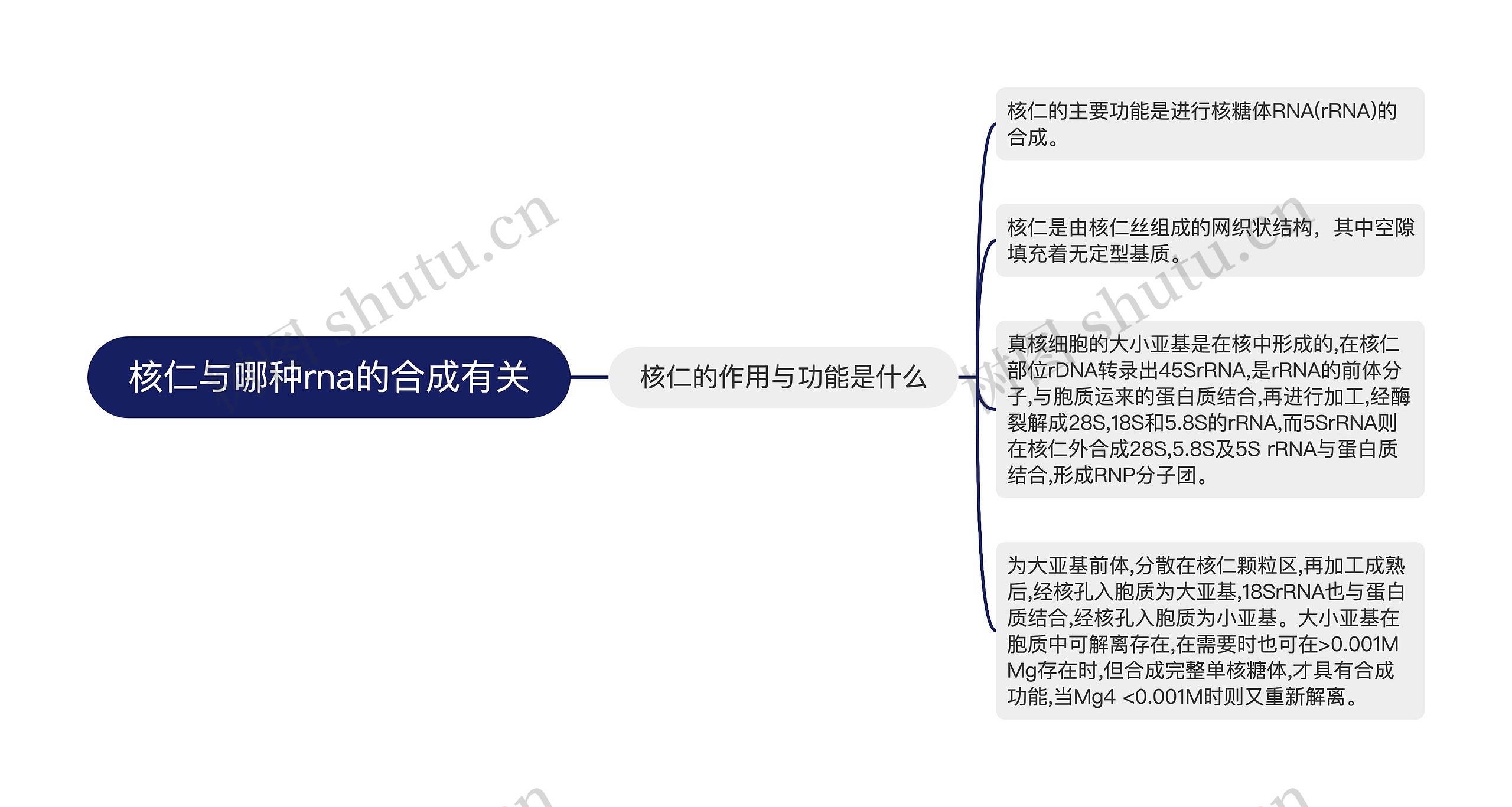 核仁与哪种rna的合成有关思维导图