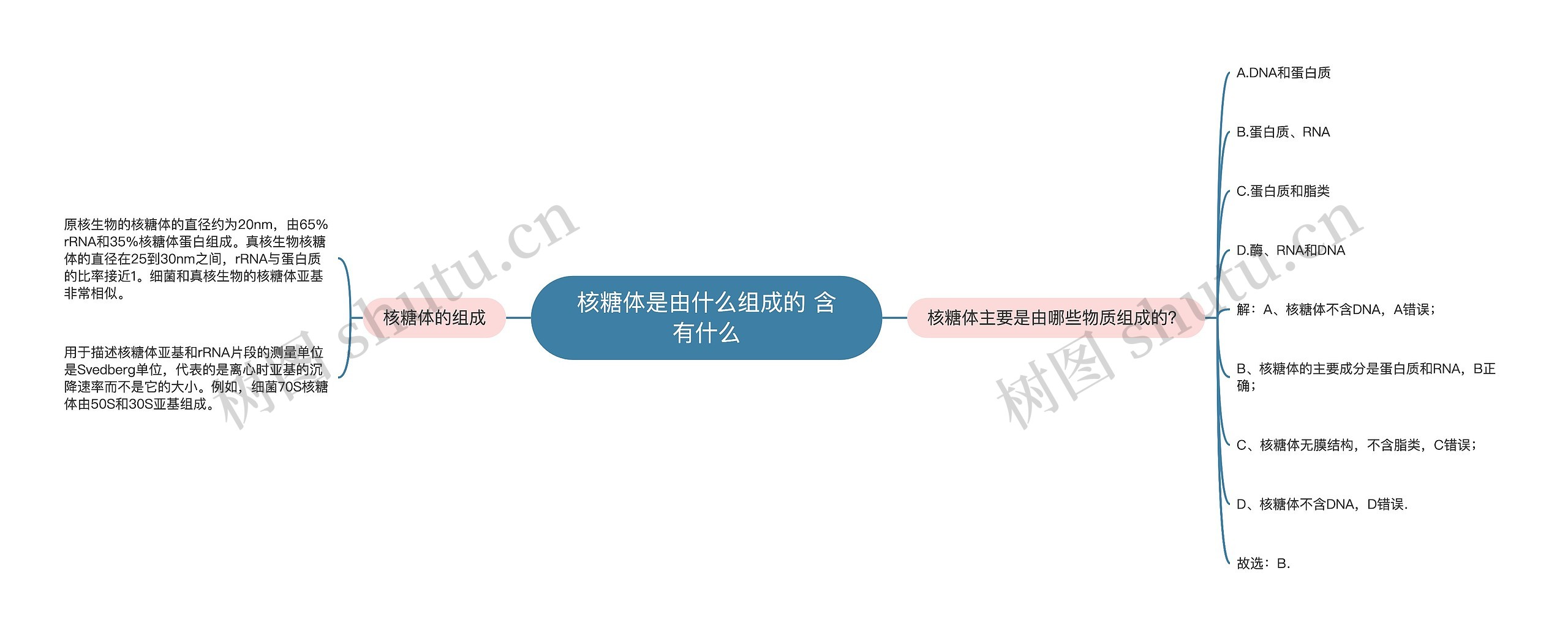 核糖体是由什么组成的 含有什么思维导图