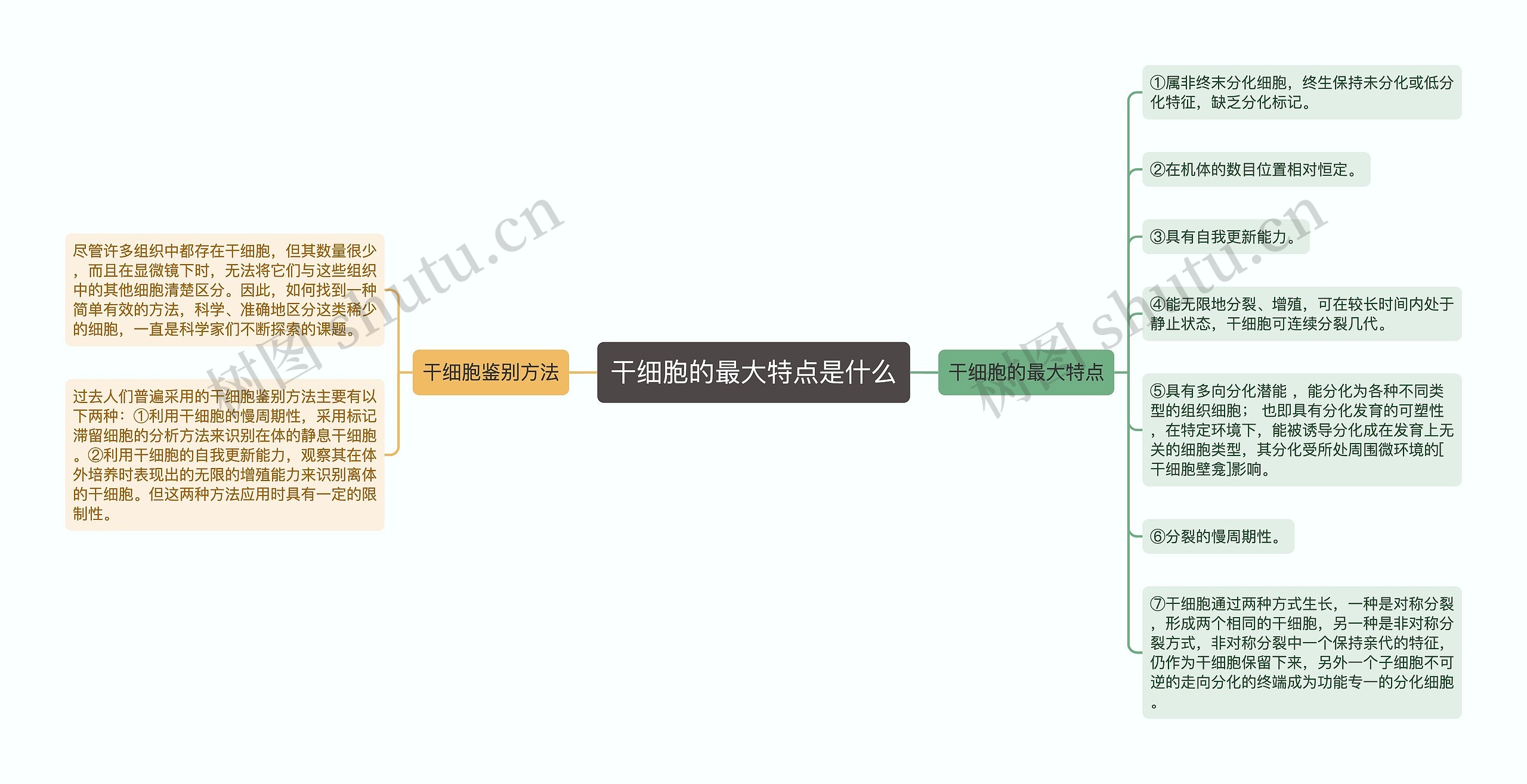 干细胞的最大特点是什么