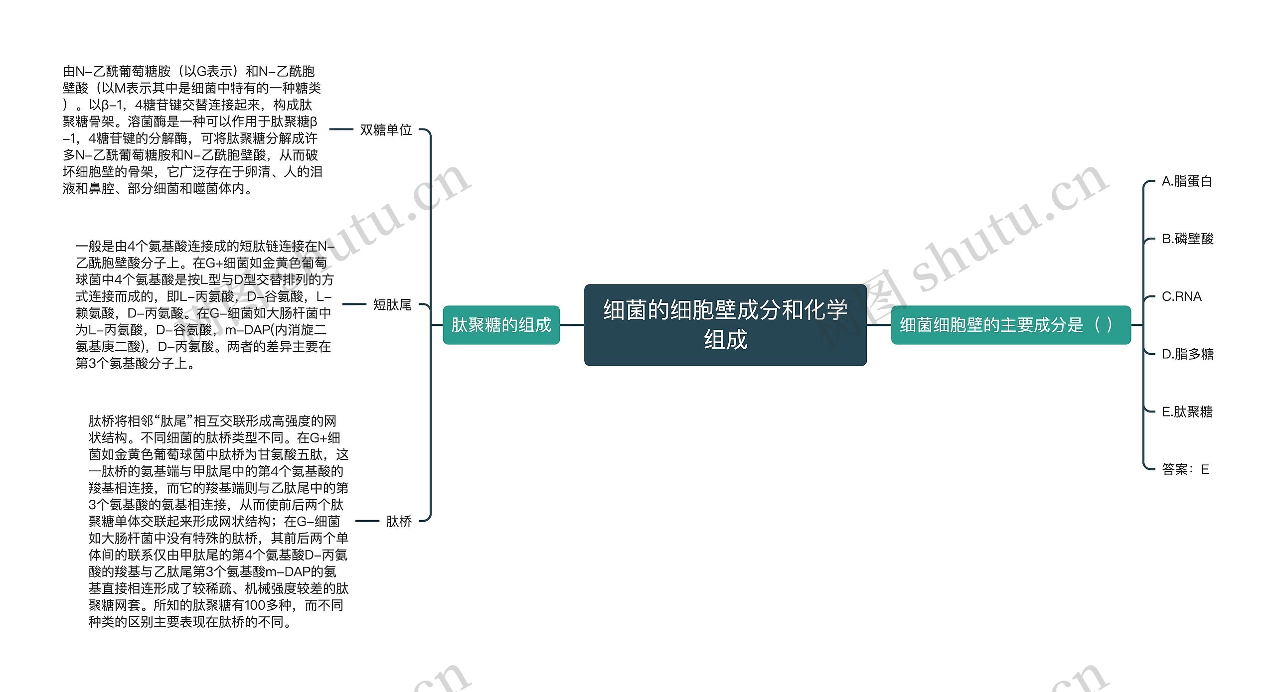 细菌的细胞壁成分和化学组成思维导图