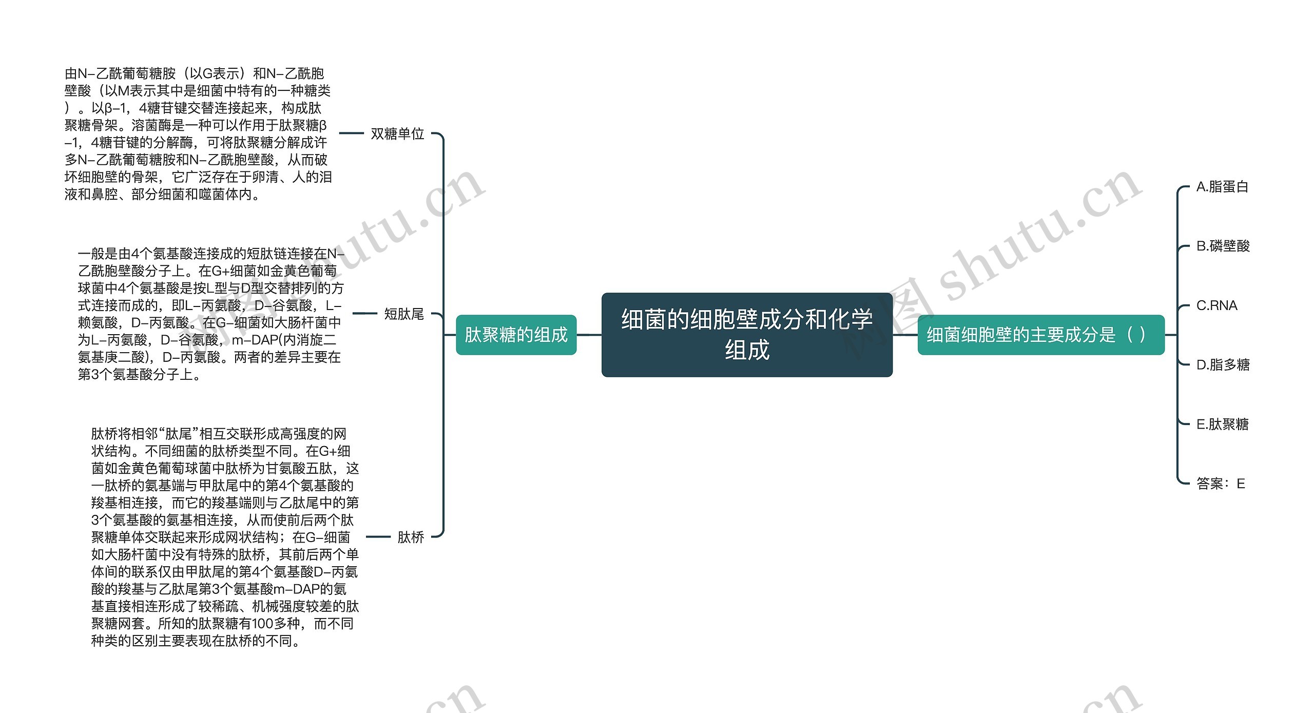 细菌的细胞壁成分和化学组成 细菌的细胞壁成分和化学组成