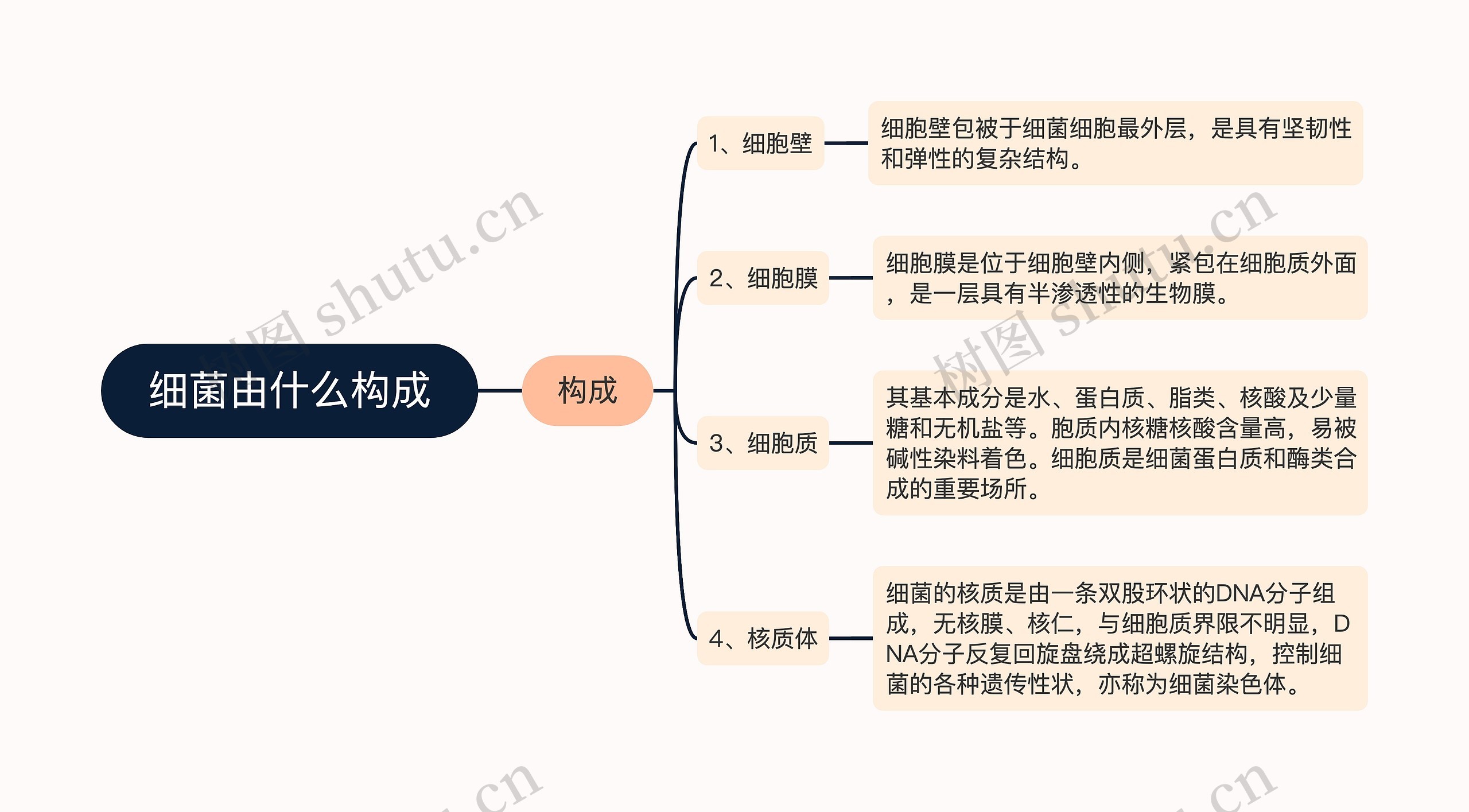 细菌由什么构成思维导图