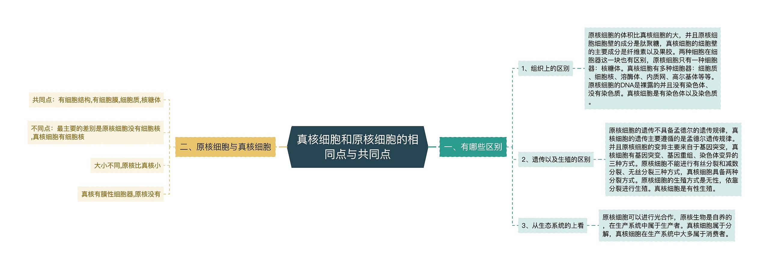 真核细胞和原核细胞的相同点与共同点思维导图