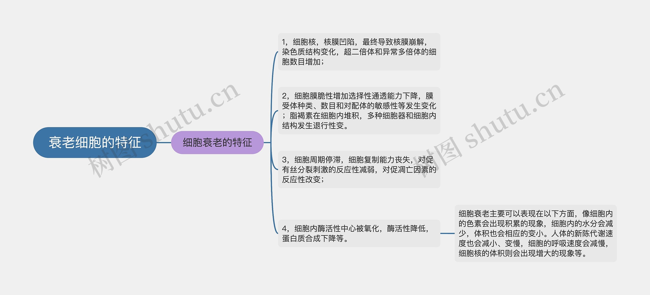 衰老细胞的特征思维导图