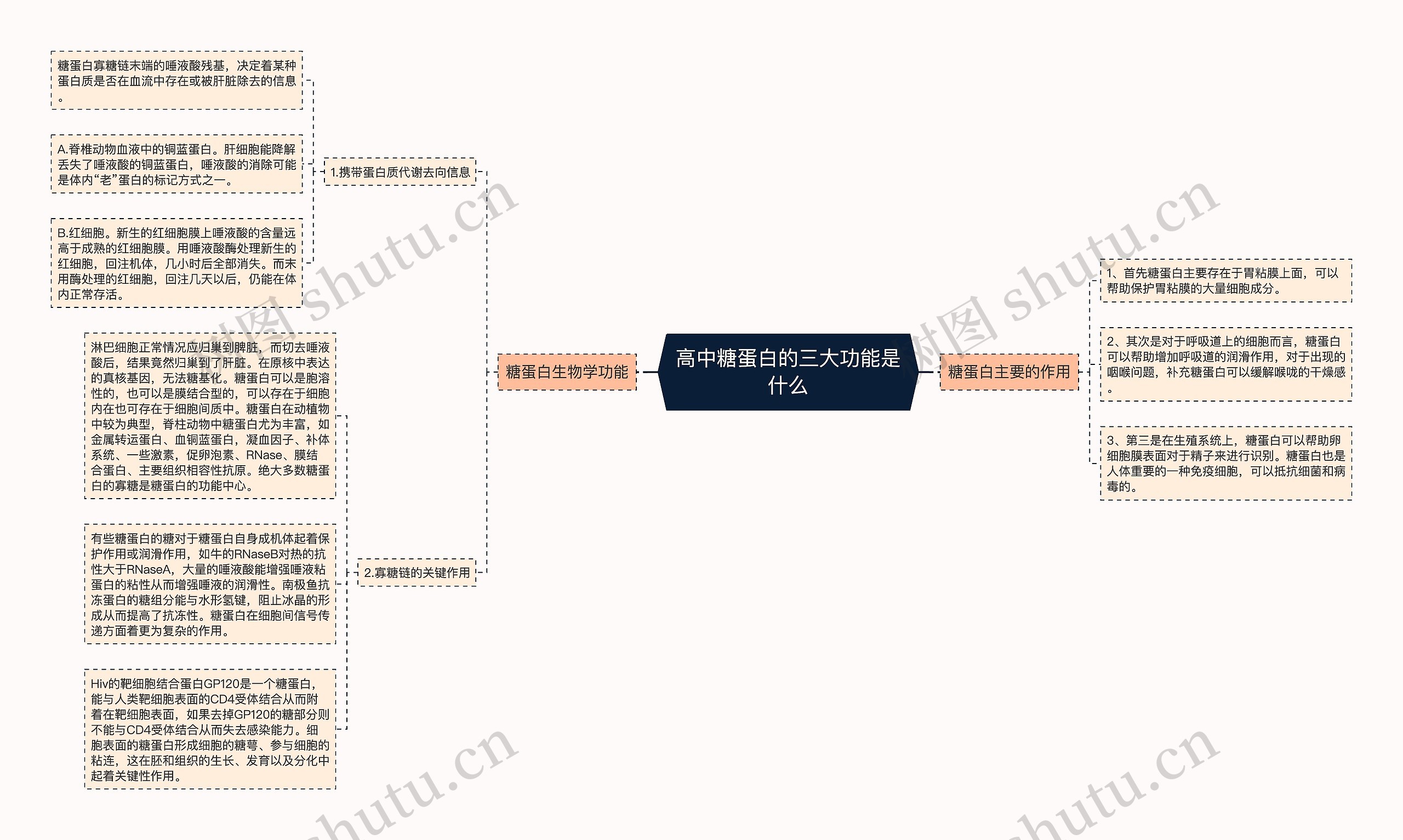 高中糖蛋白的三大功能是什么