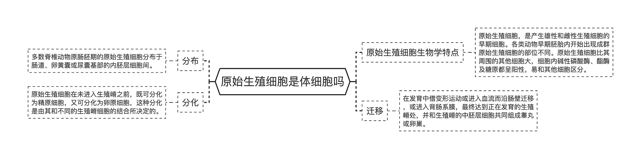 原始生殖细胞是体细胞吗