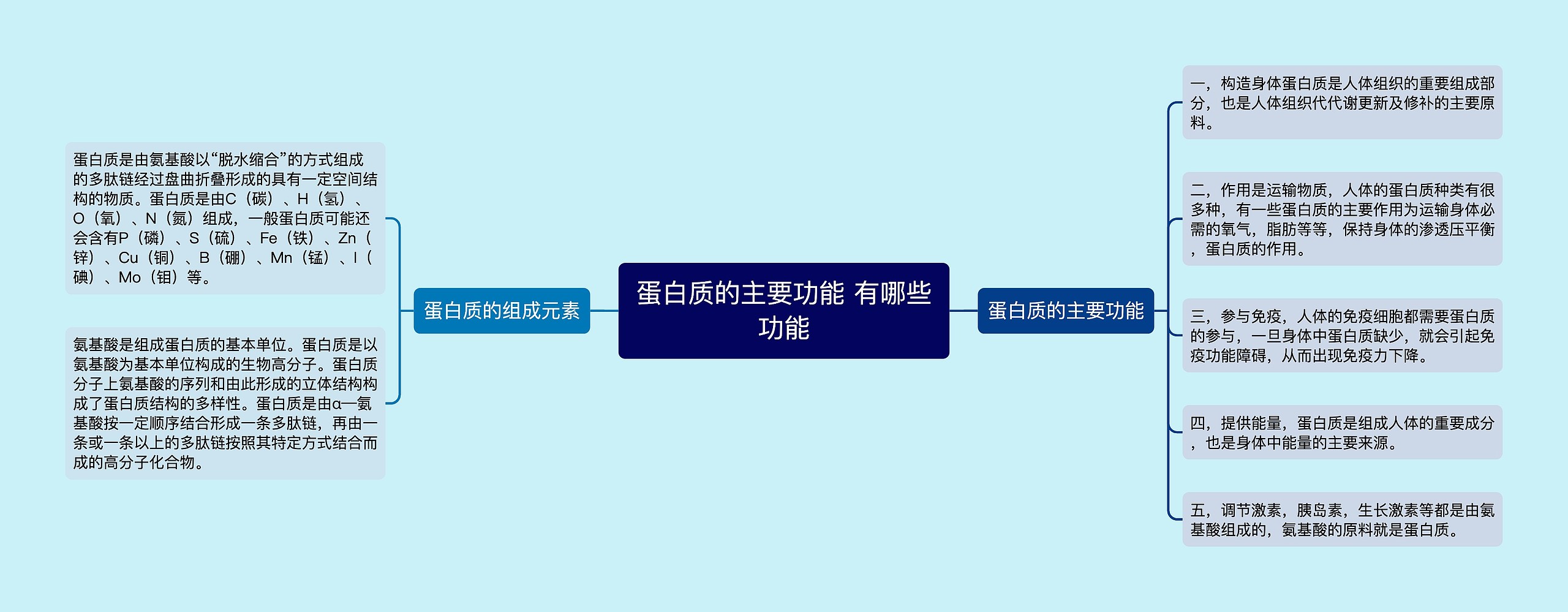 蛋白质的主要功能 有哪些功能思维导图