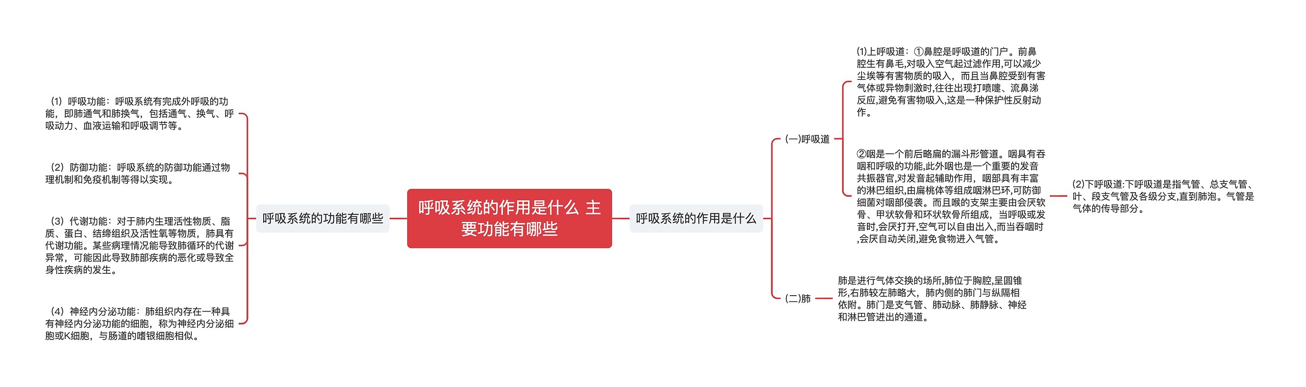 呼吸系统的作用是什么 主要功能有哪些思维导图