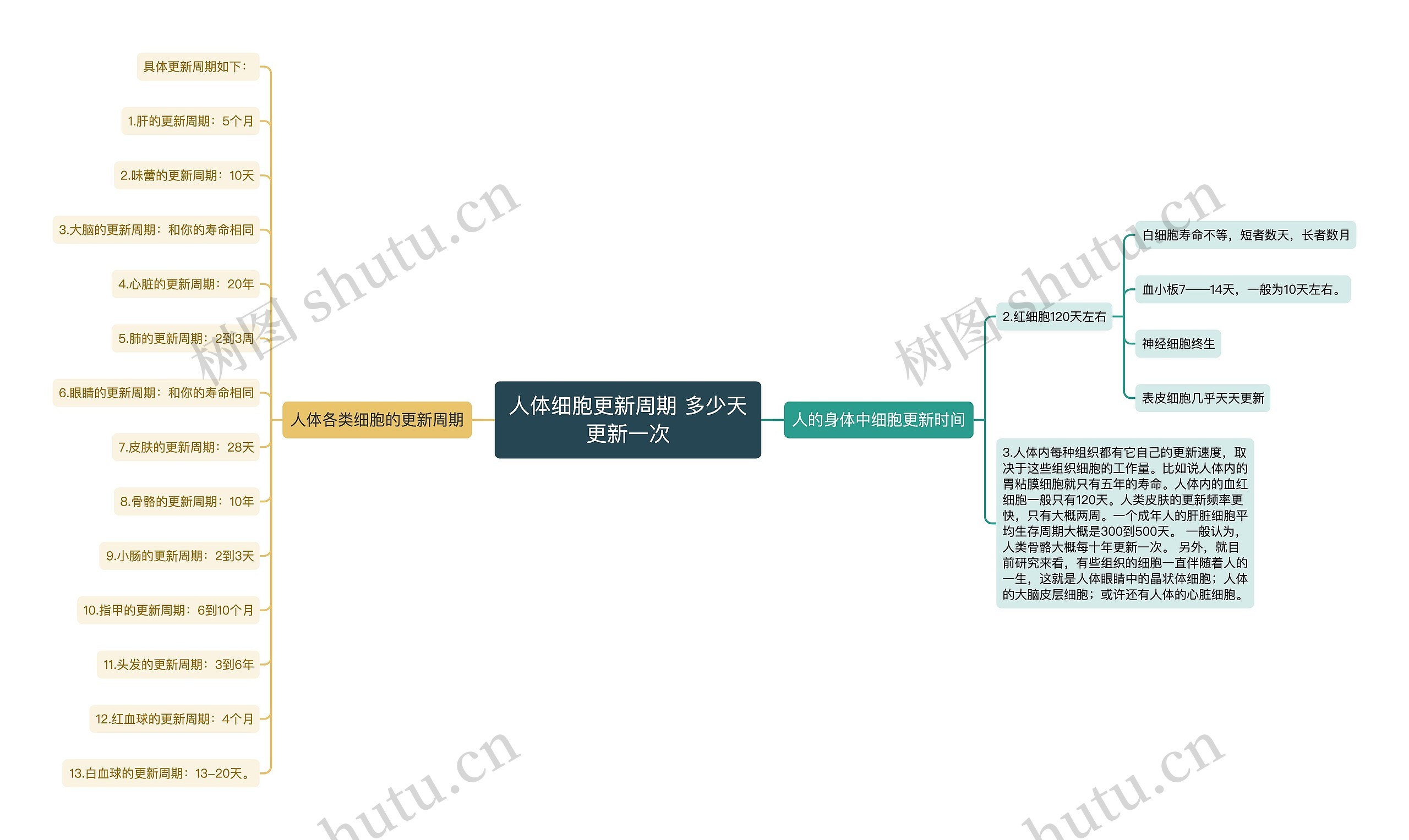 人体细胞更新周期 多少天更新一次