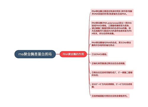 rna聚合酶是蛋白质吗