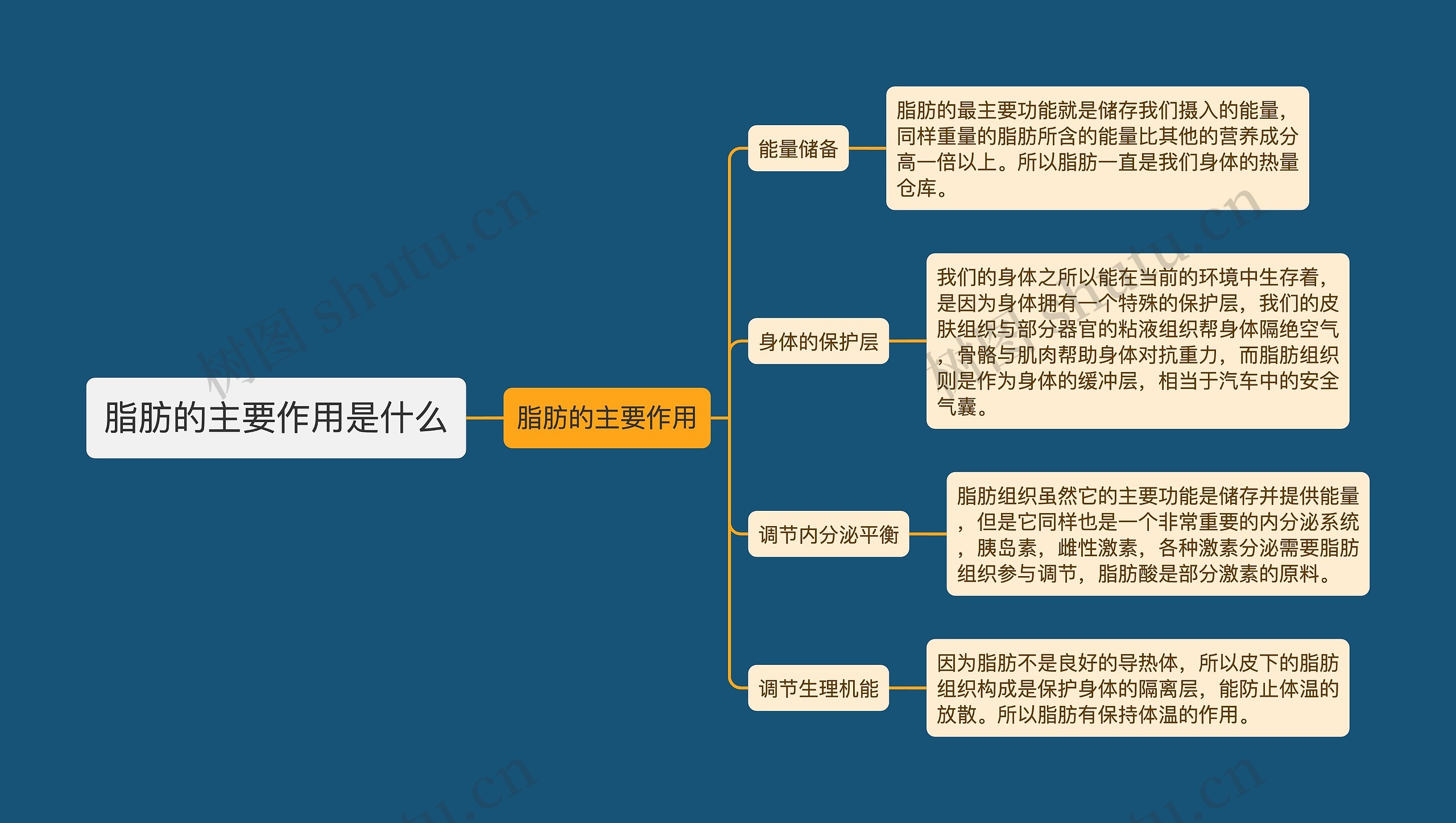 脂肪的主要作用是什么