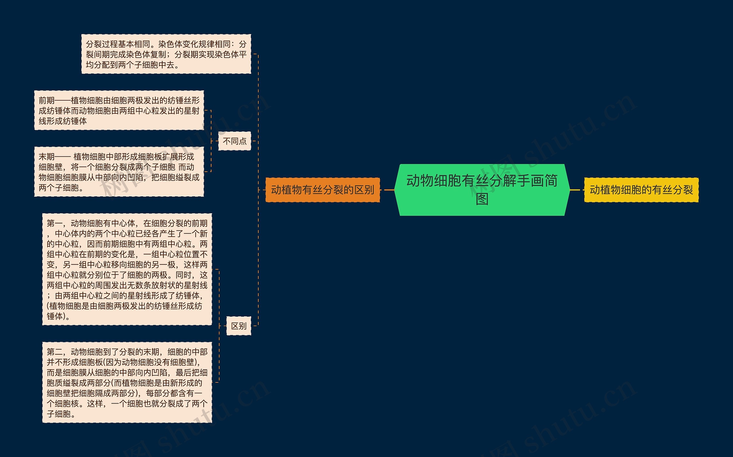 动物细胞有丝分解手画简图思维导图