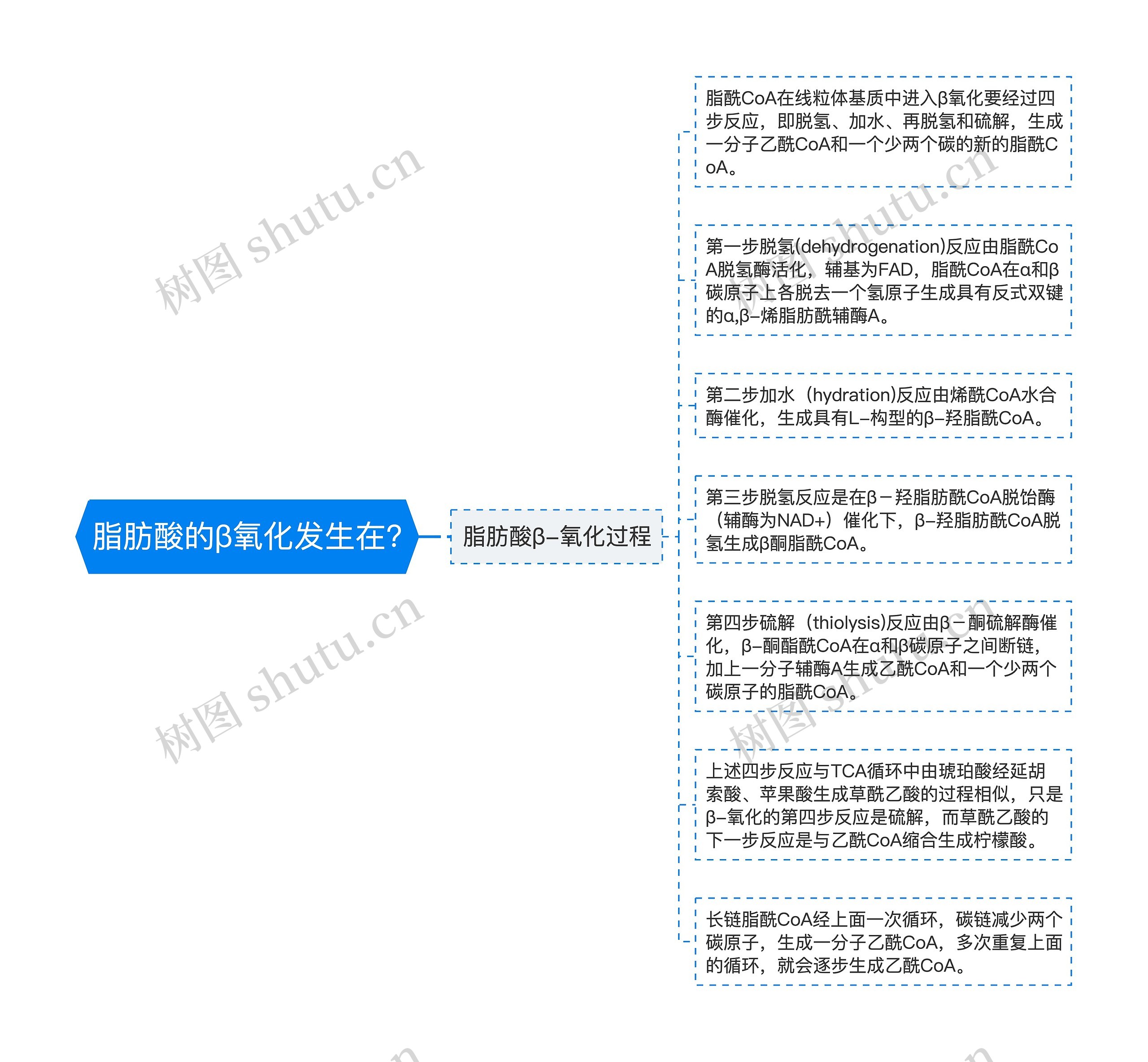 脂肪酸的β氧化发生在? 脂肪酸的β氧化发生在?