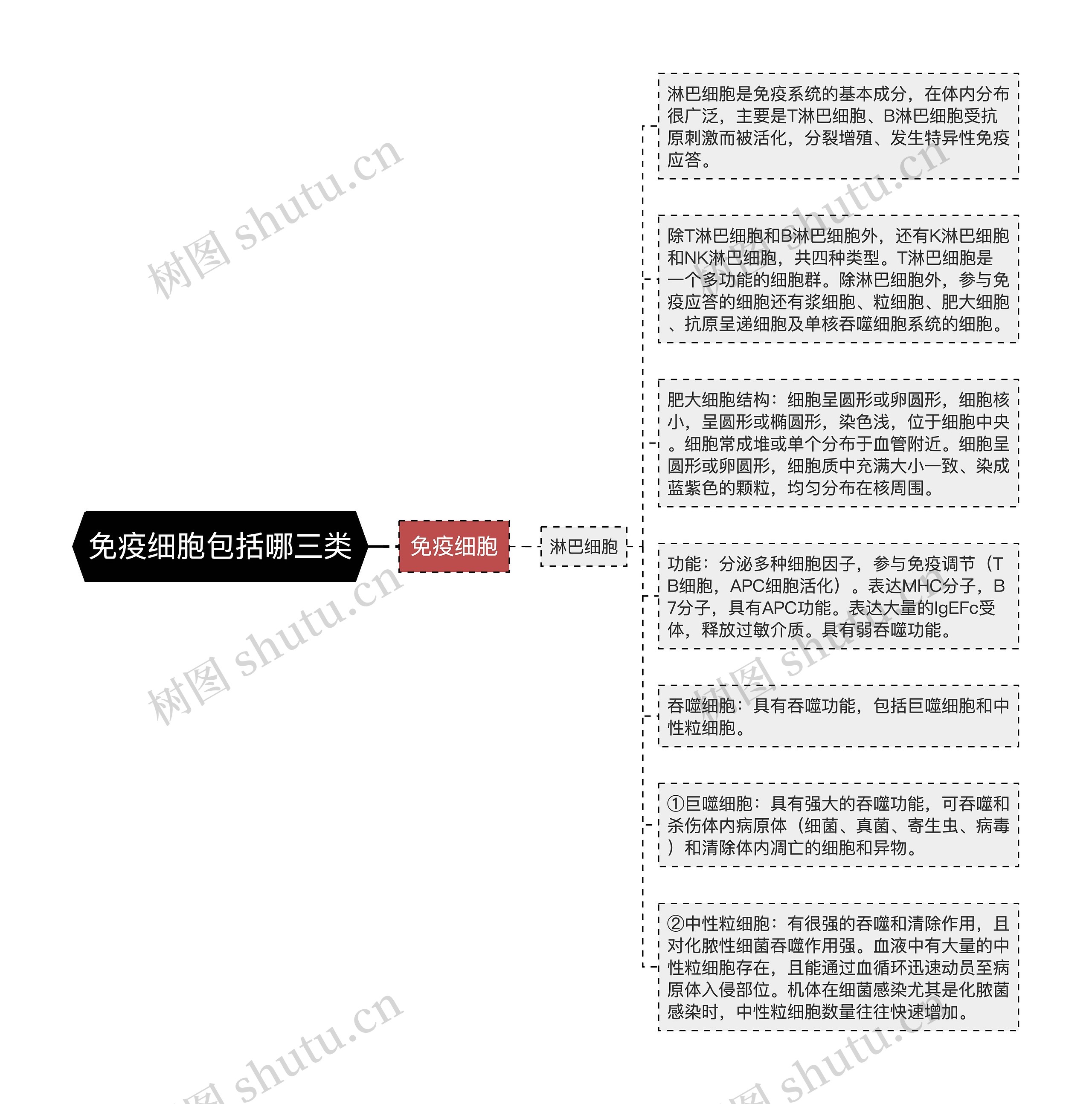 免疫细胞包括哪三类