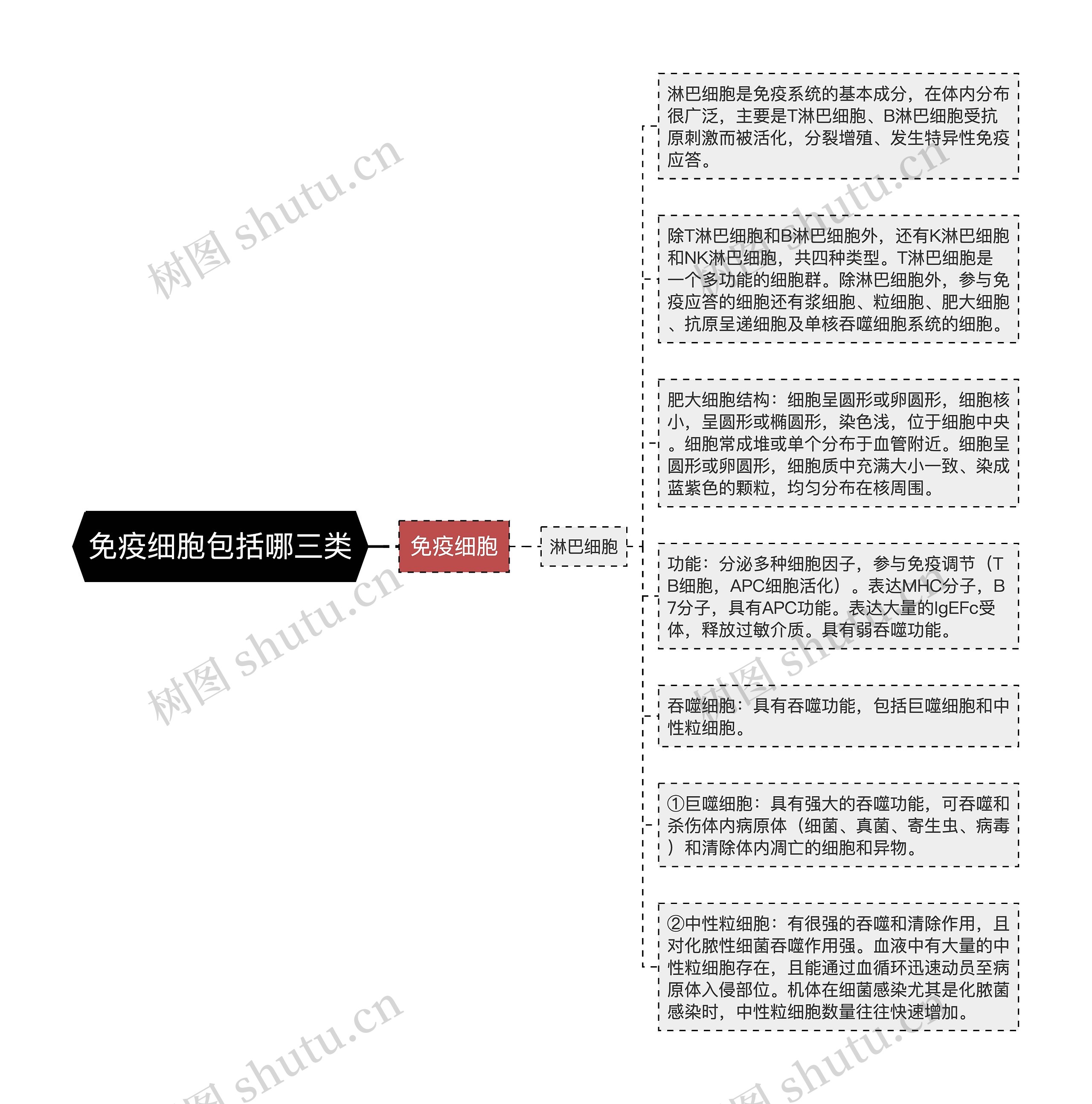 免疫细胞包括哪三类思维导图