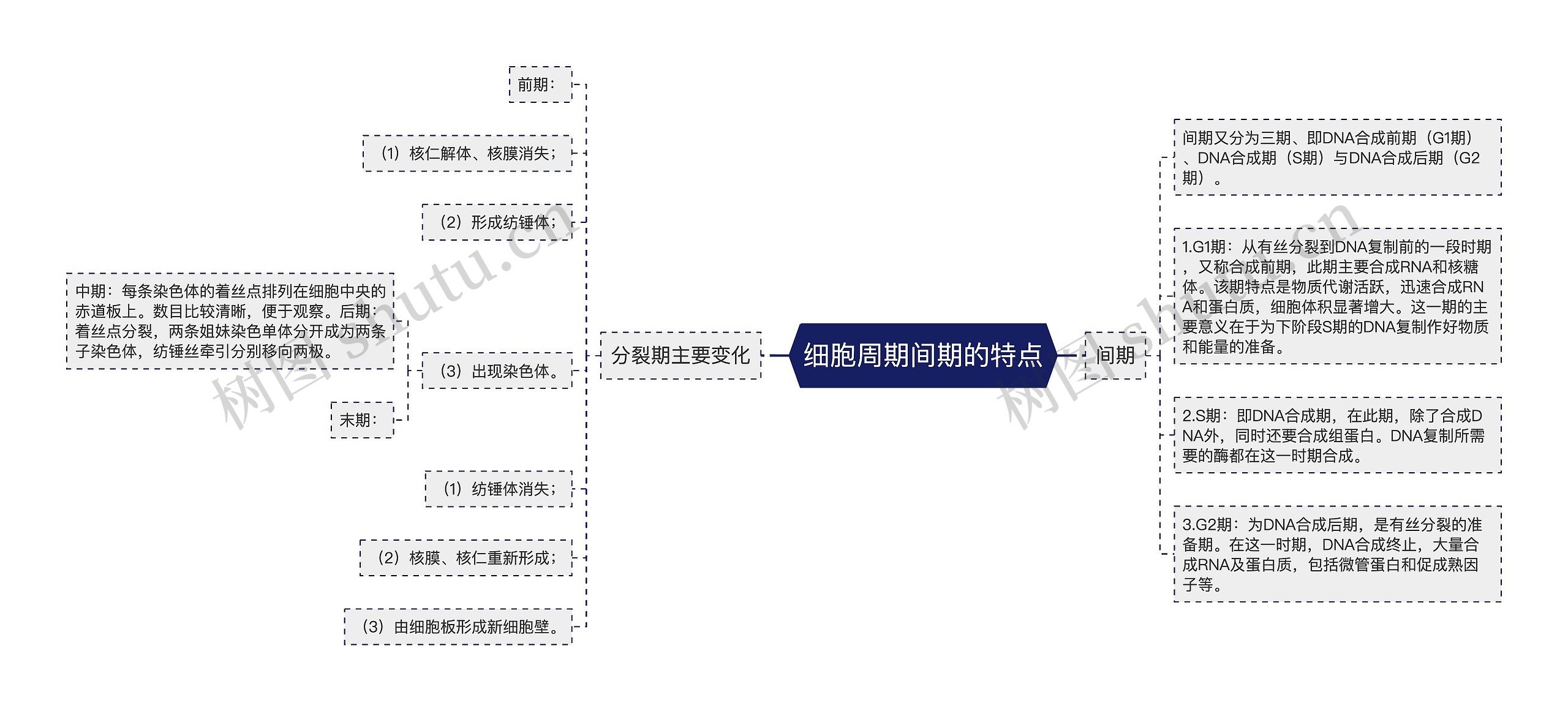 细胞周期间期的特点