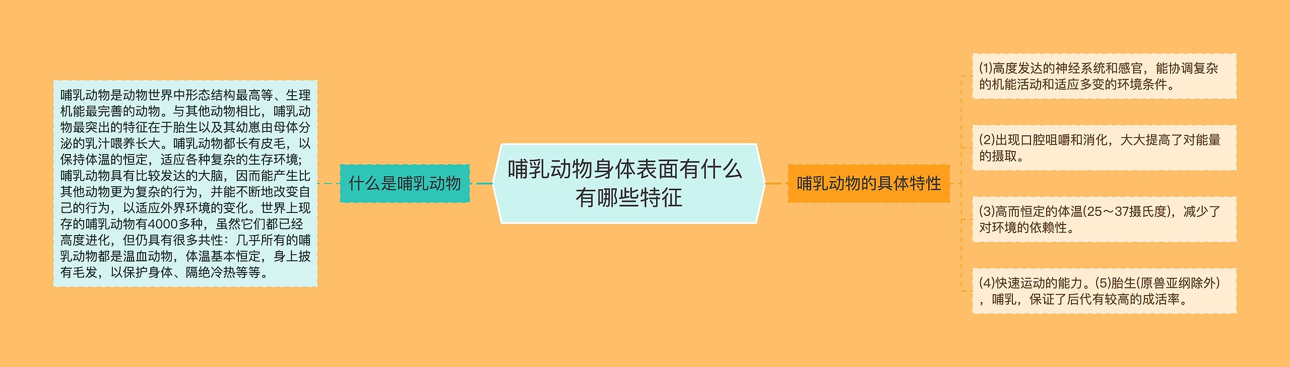 哺乳动物身体表面有什么 有哪些特征思维导图