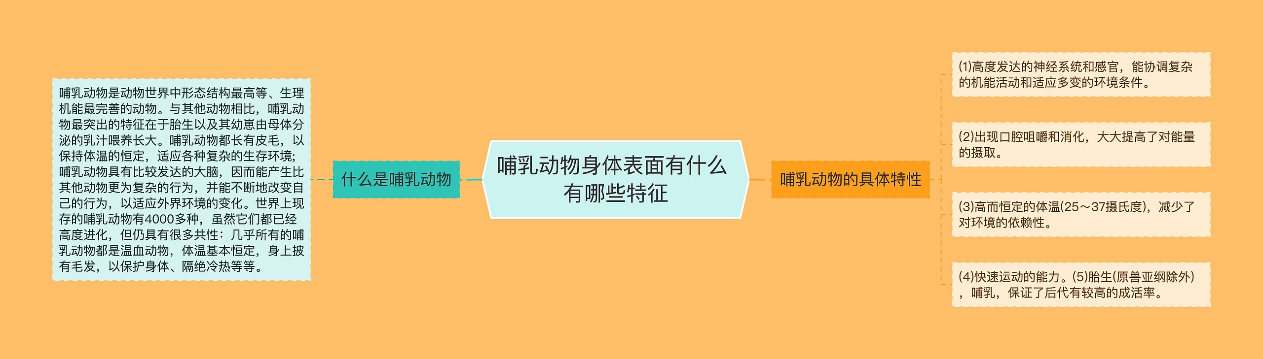 哺乳动物身体表面有什么 有哪些特征 哺乳动物身体表面有什么 有哪些特征