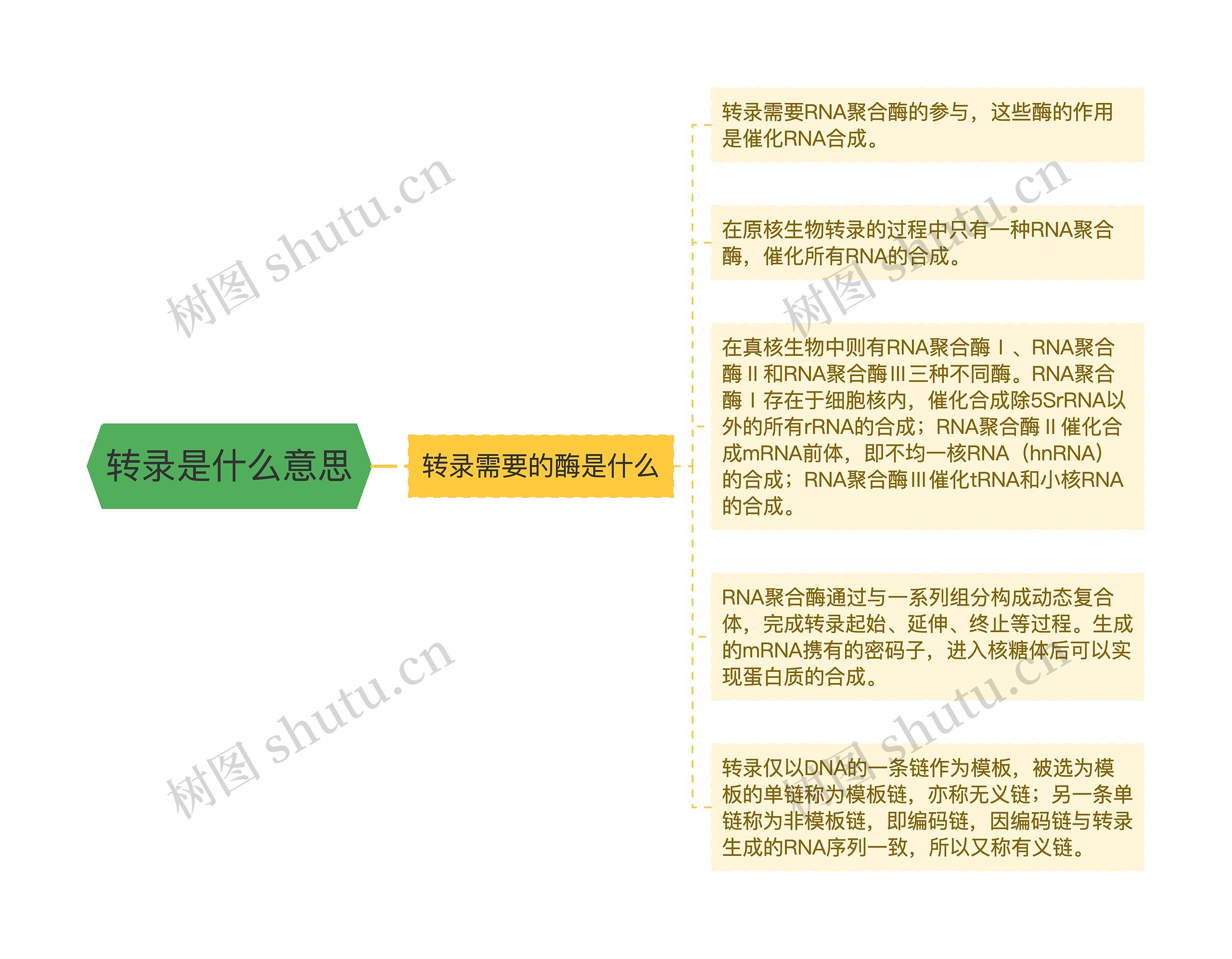 转录是什么意思