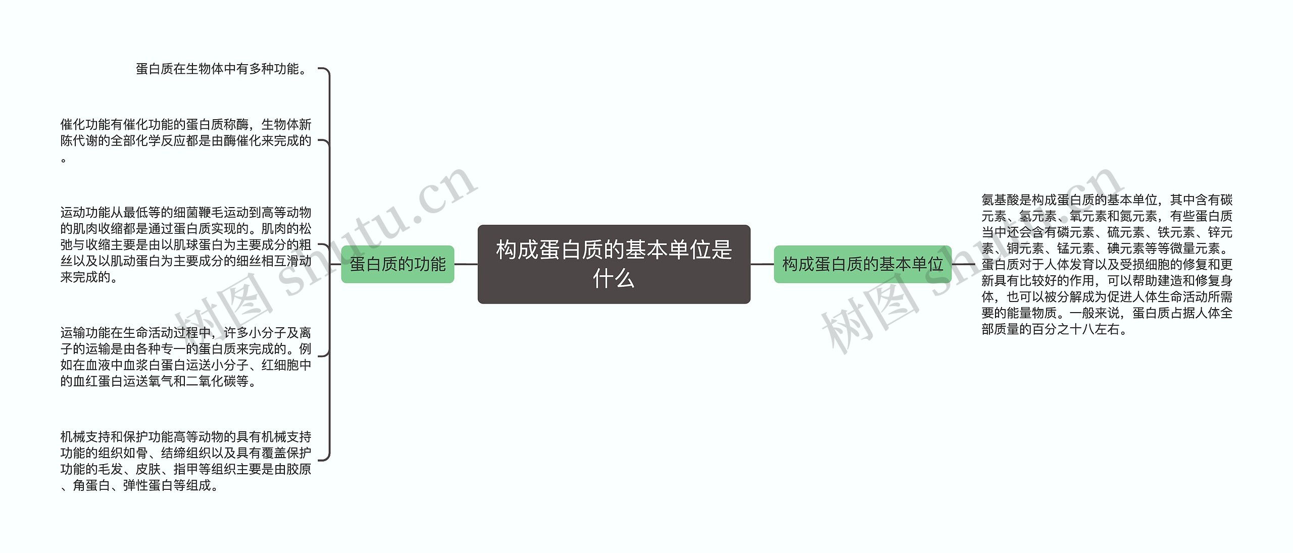 构成蛋白质的基本单位是什么