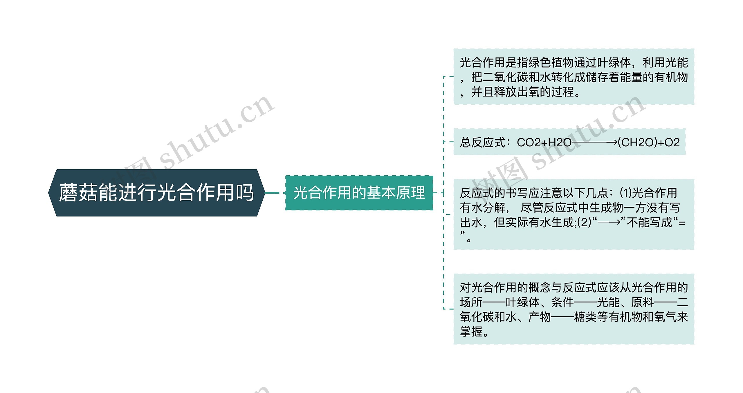 蘑菇能进行光合作用吗