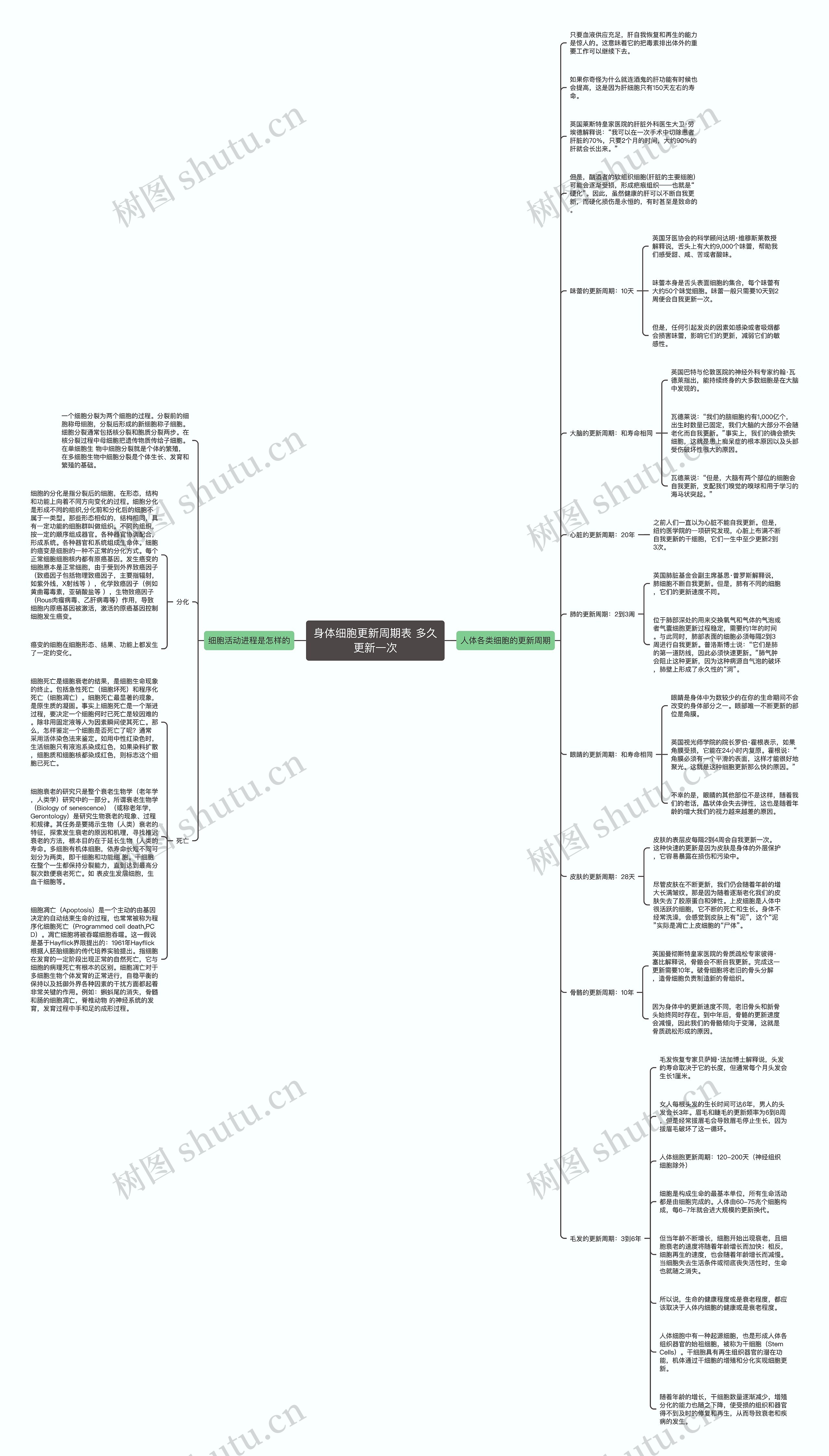 身体细胞更新周期表 多久更新一次思维导图高清图 身体细胞更新周期表 多久更新一次思维导图